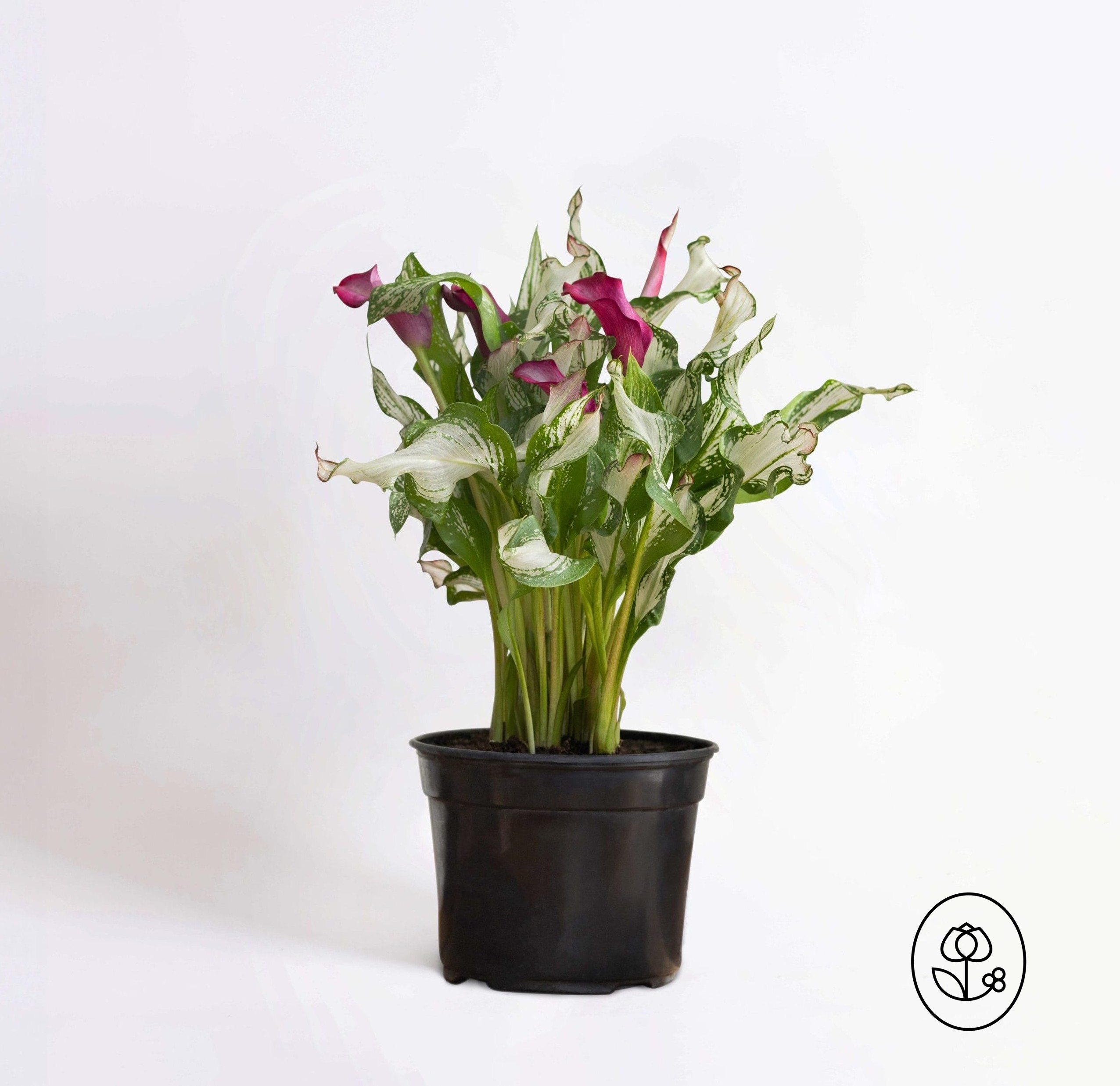 Frozen Queen Calla Lily Dewar