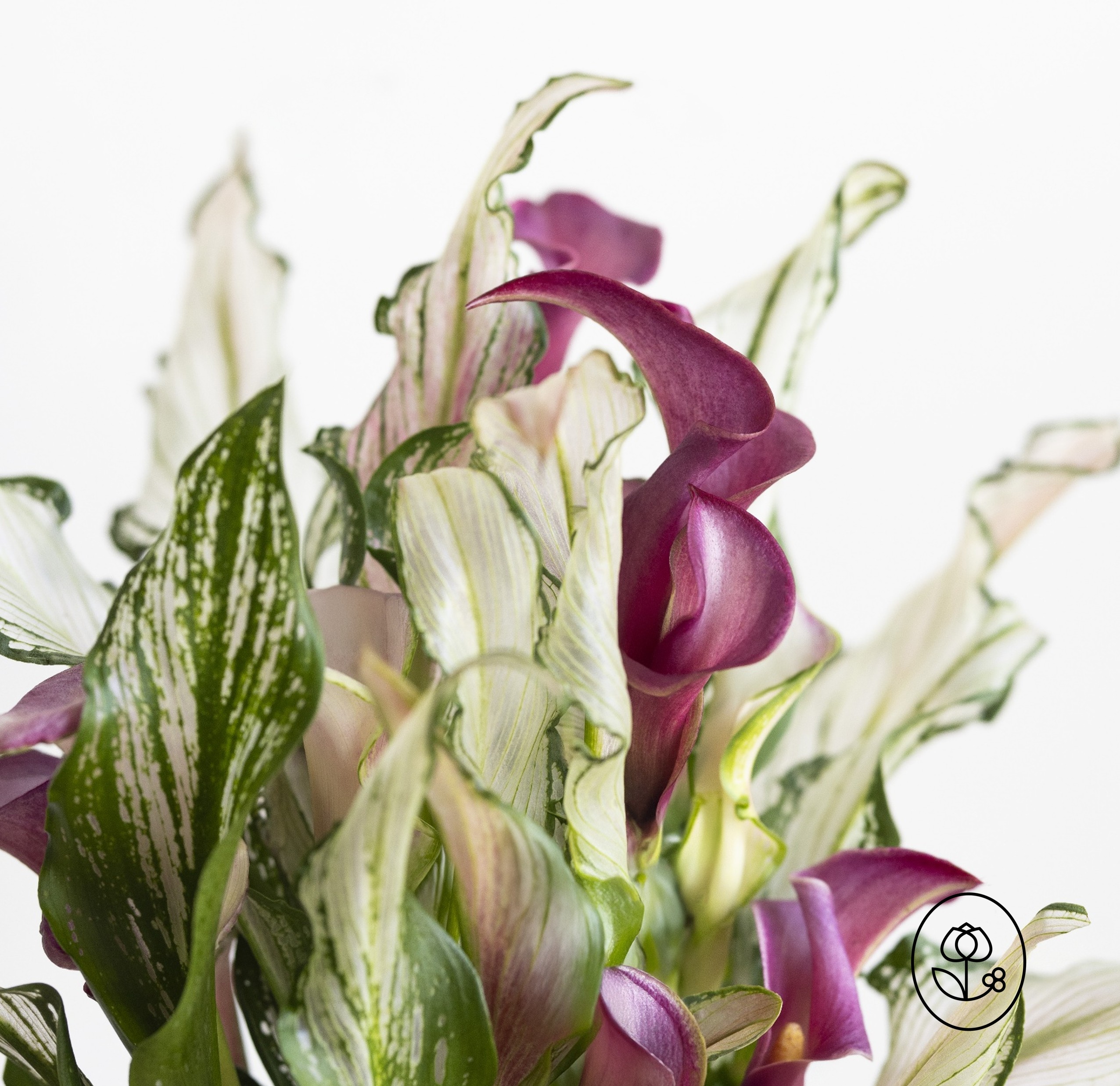 Frozen Queen Closeup Dewar