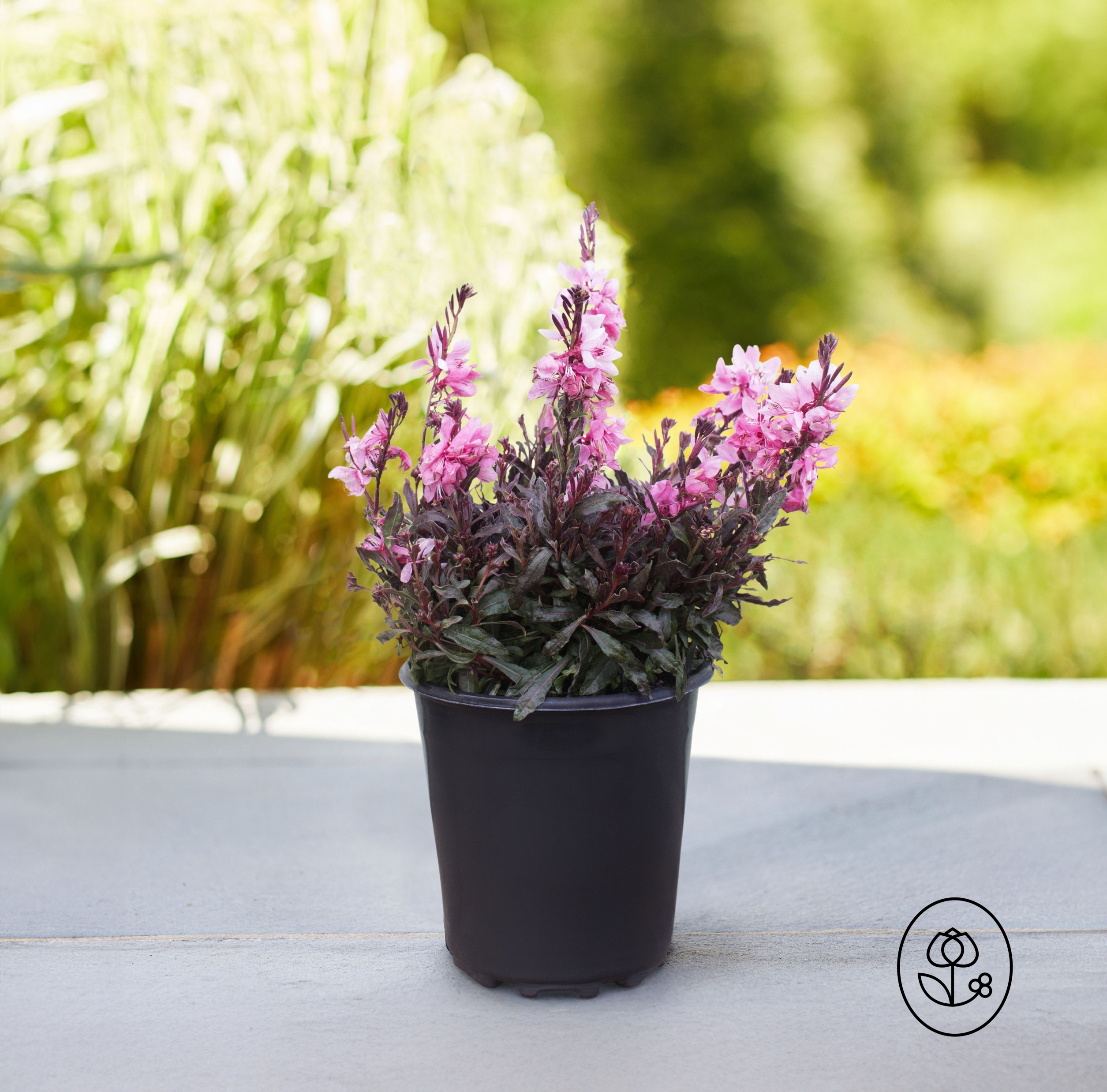 Gaura Grower Pot Dewar