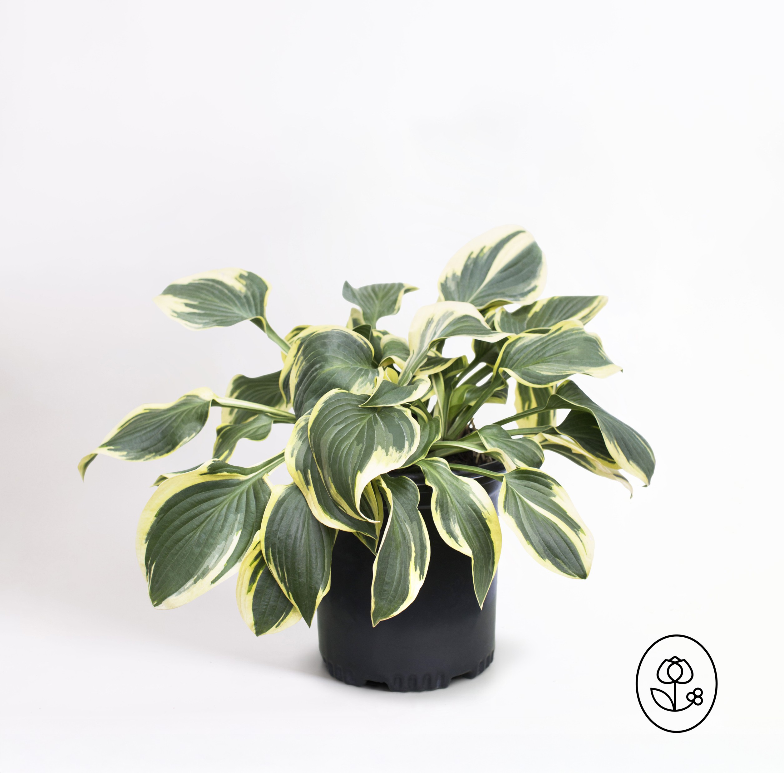 Hosta Grower Pot Dewar