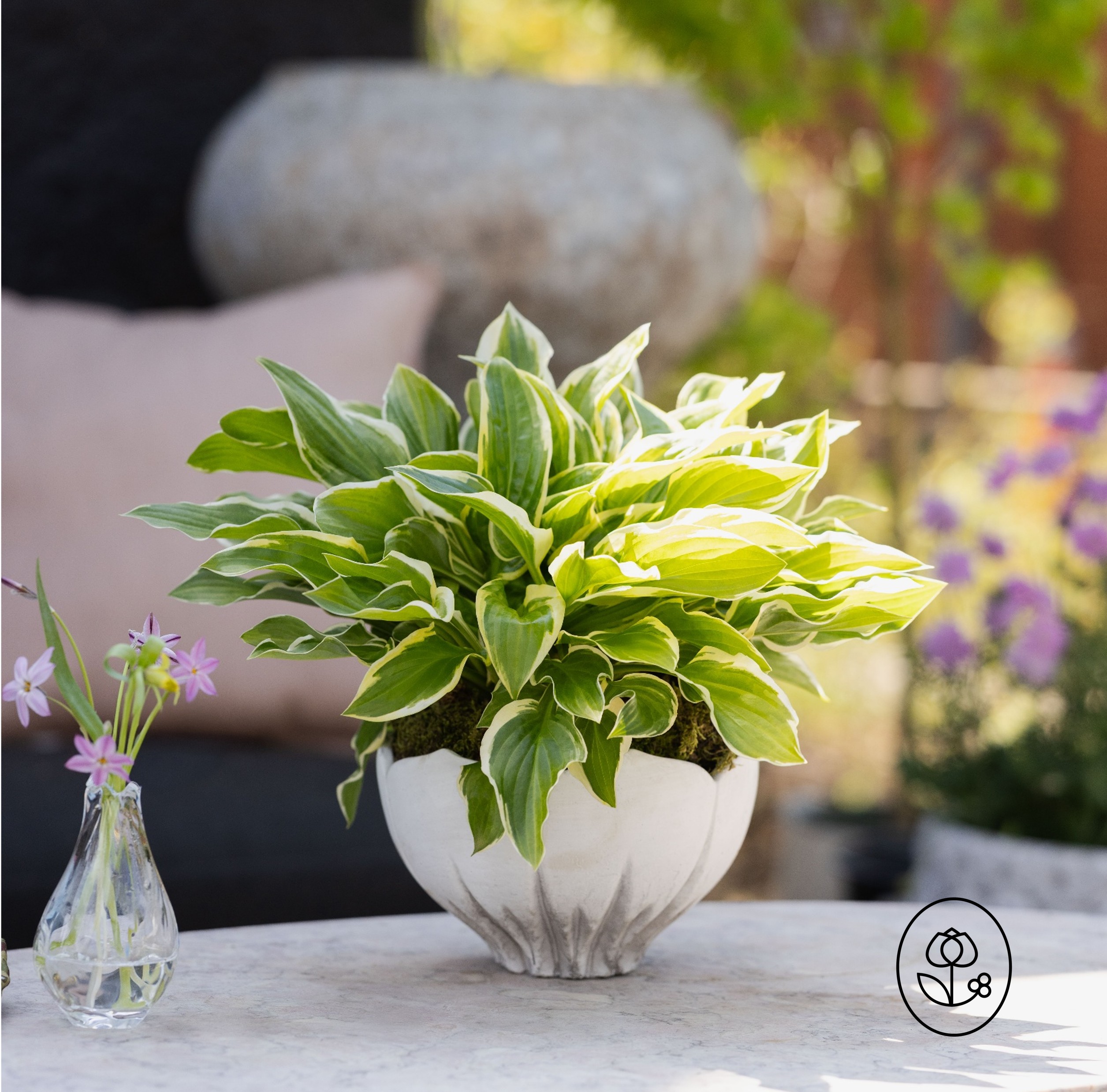 Hosta Lifestyle Dewar