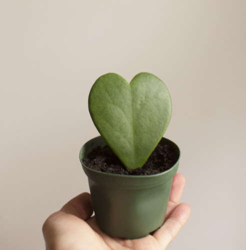 Hoya Heart - Dewar Nurseries