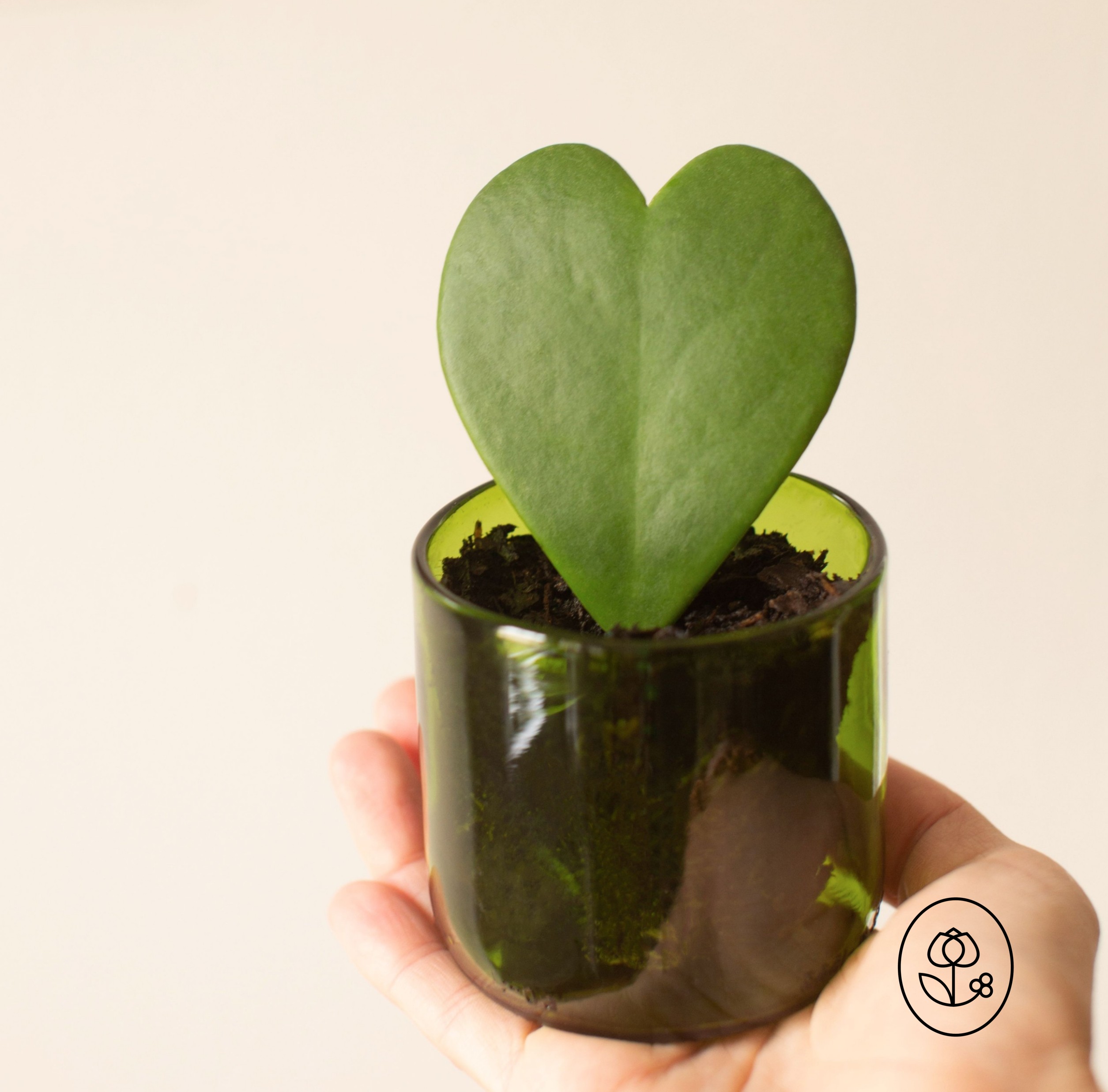 Hoya Heart Lifestyle Dewar