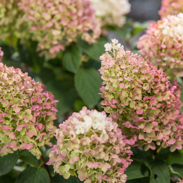 First Editions® Hydrangea Little Hottie - Image 2