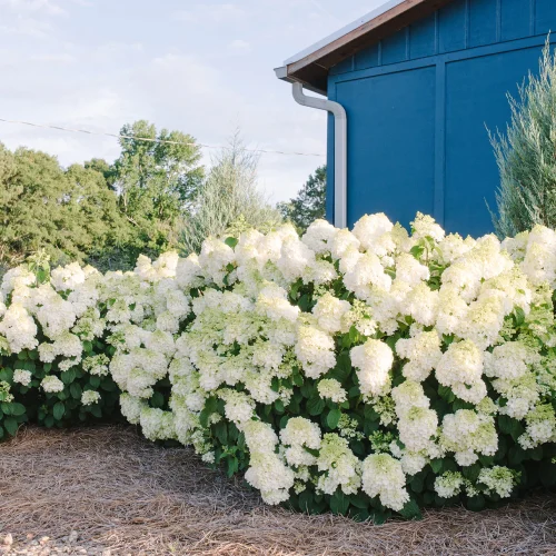 First Editions® Hydrangea Little Hottie