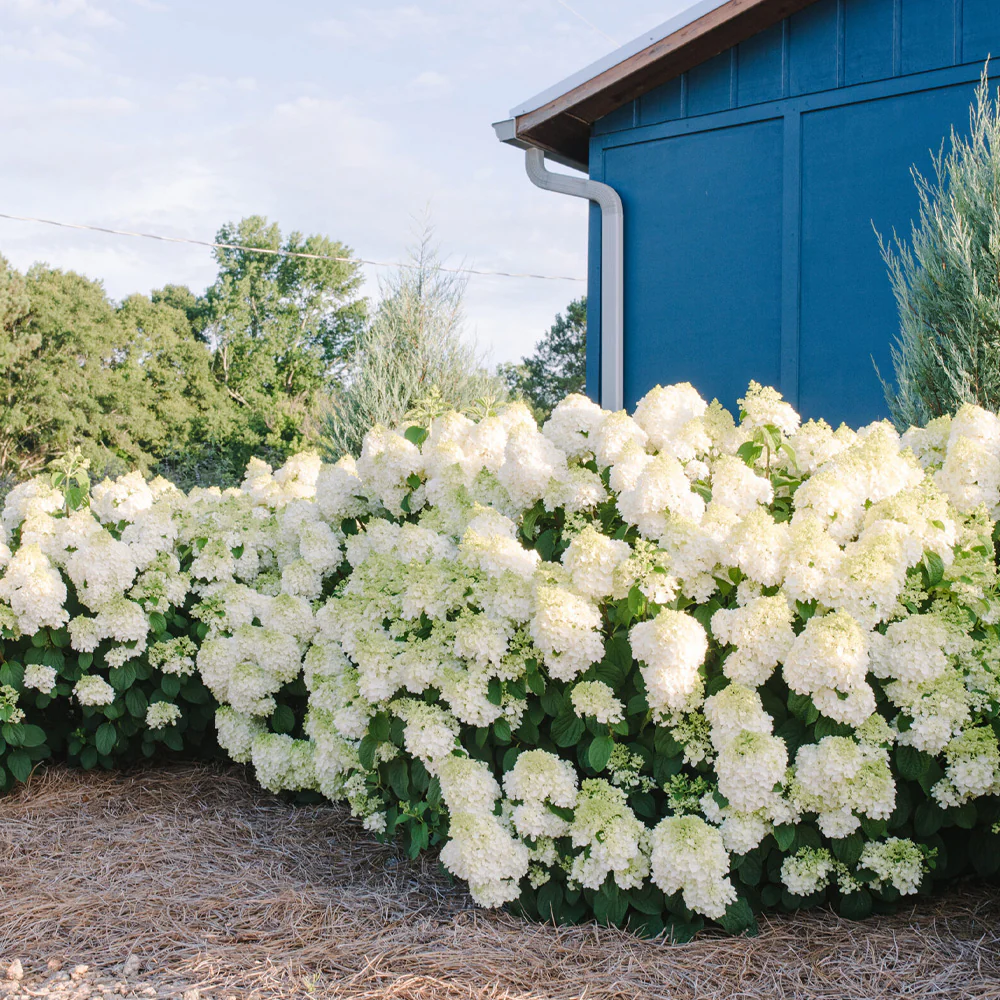 First Editions® Hydrangea Little Hottie