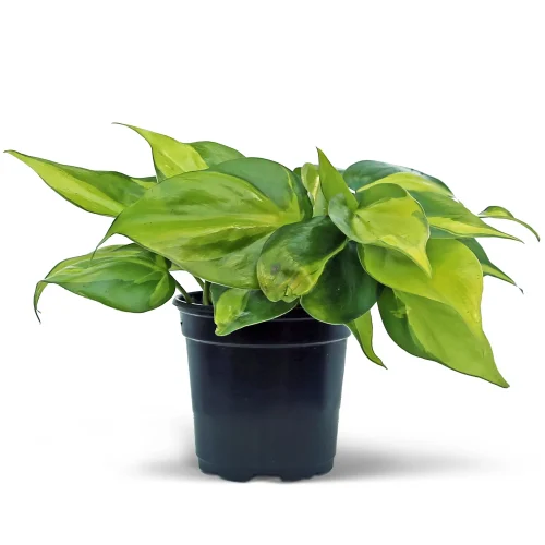 Philodendron Brasil