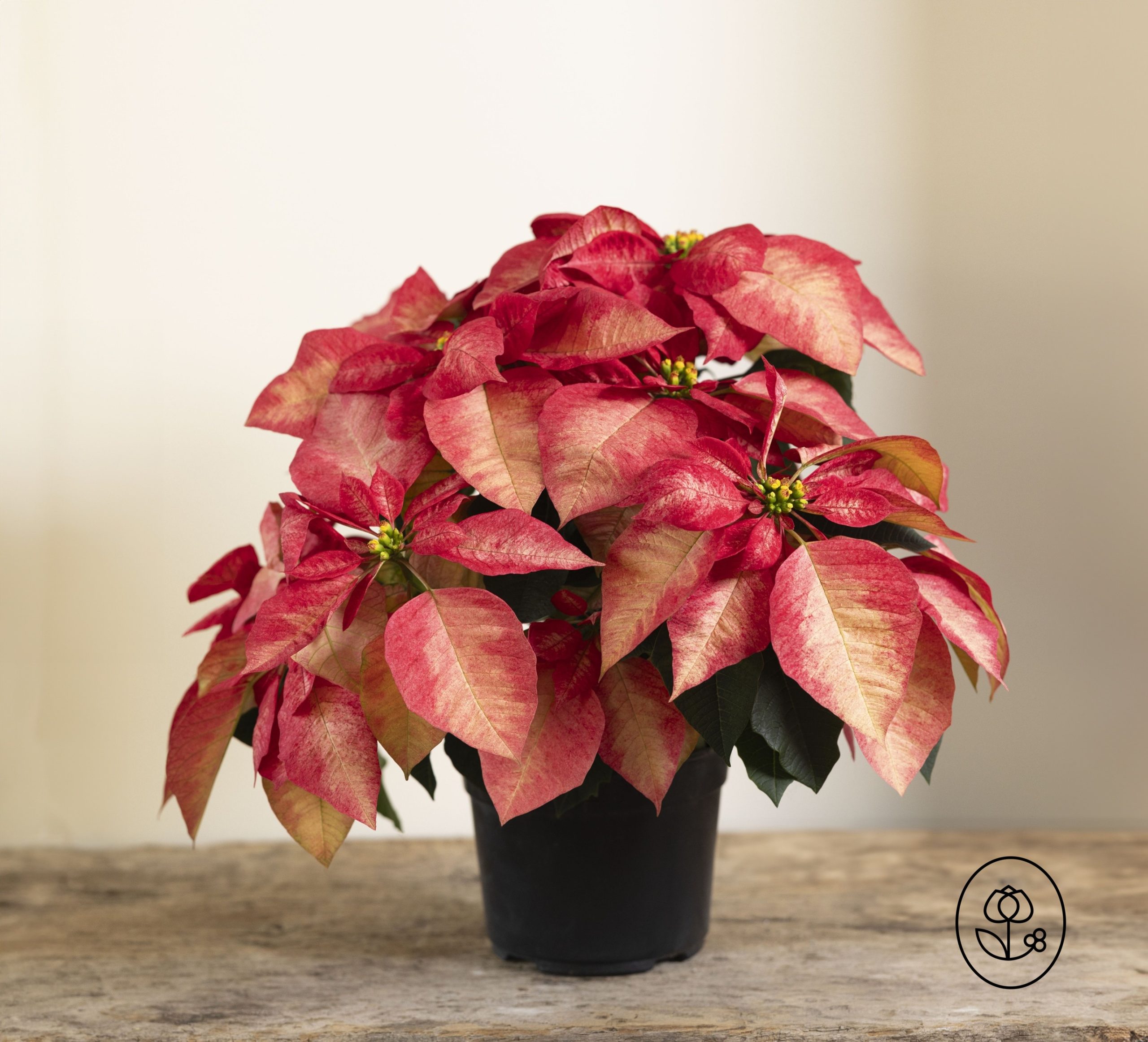 Ice Crystal Poinsettia Grower Pot Dewar