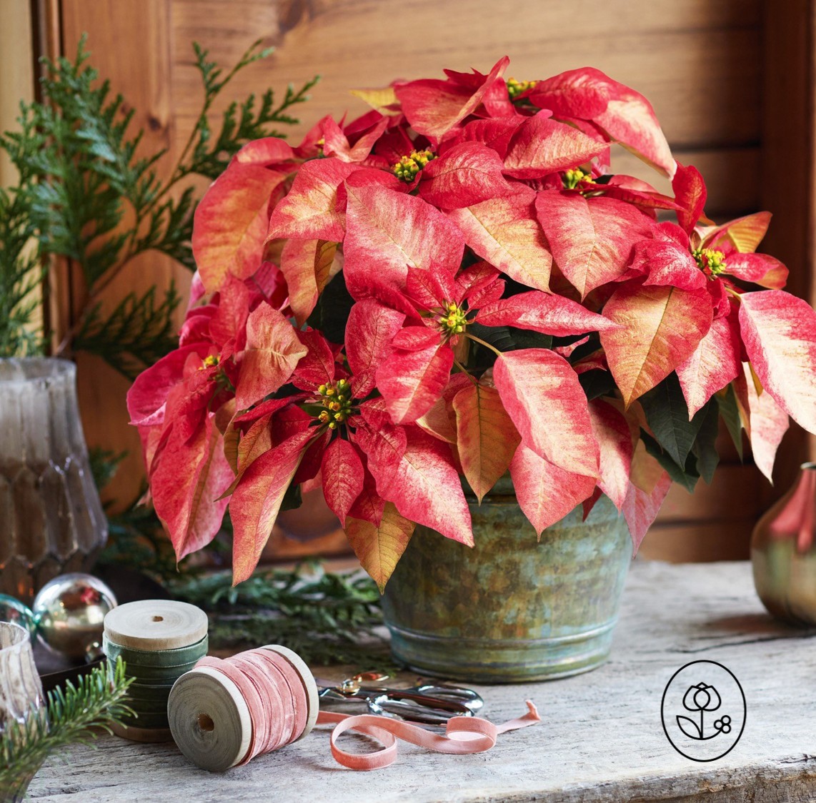 Ice Crystal Poinsettia Lifestyle Dewar
