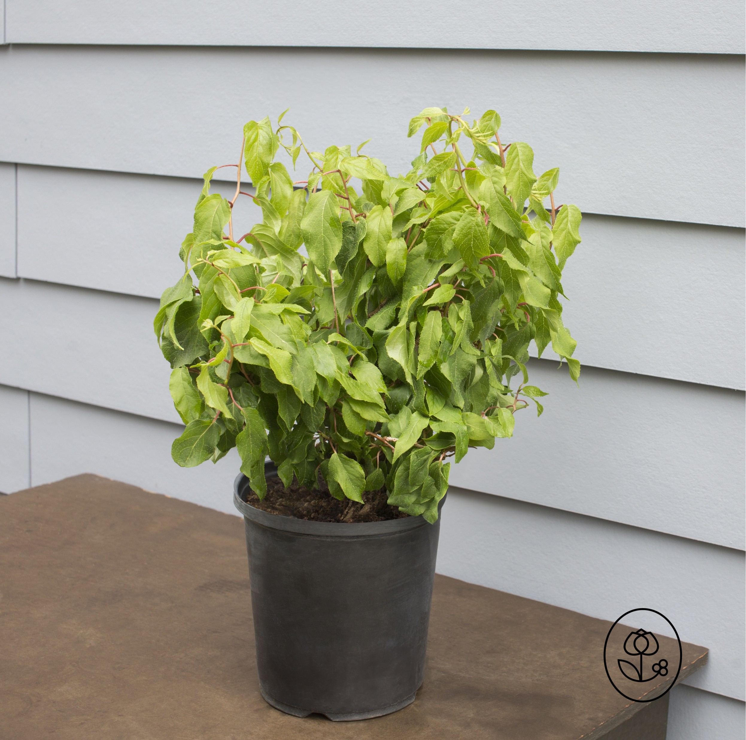 Kiwi Grower Pot Dewar