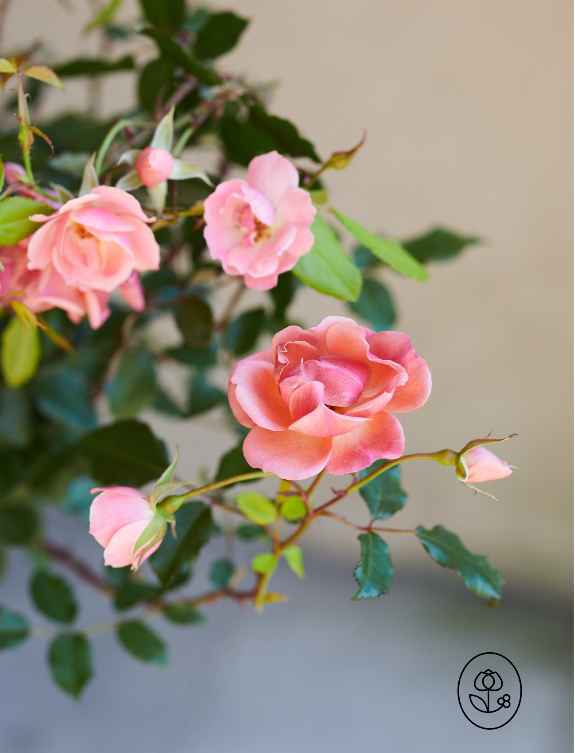 Knock Out Coral Rose Closeup Dewar