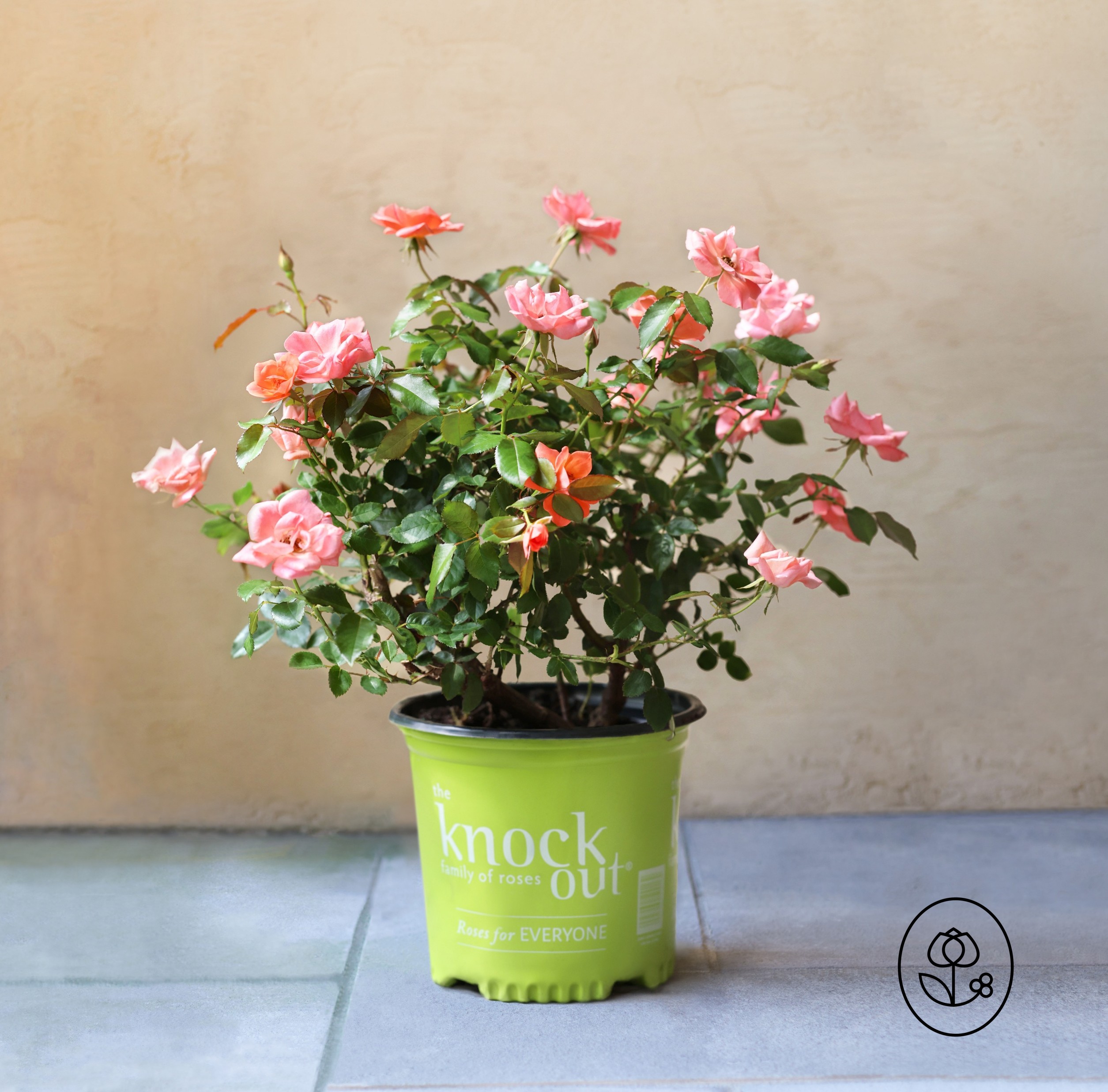 1 G Knock Out Coral Rose Grower Pot Dewar