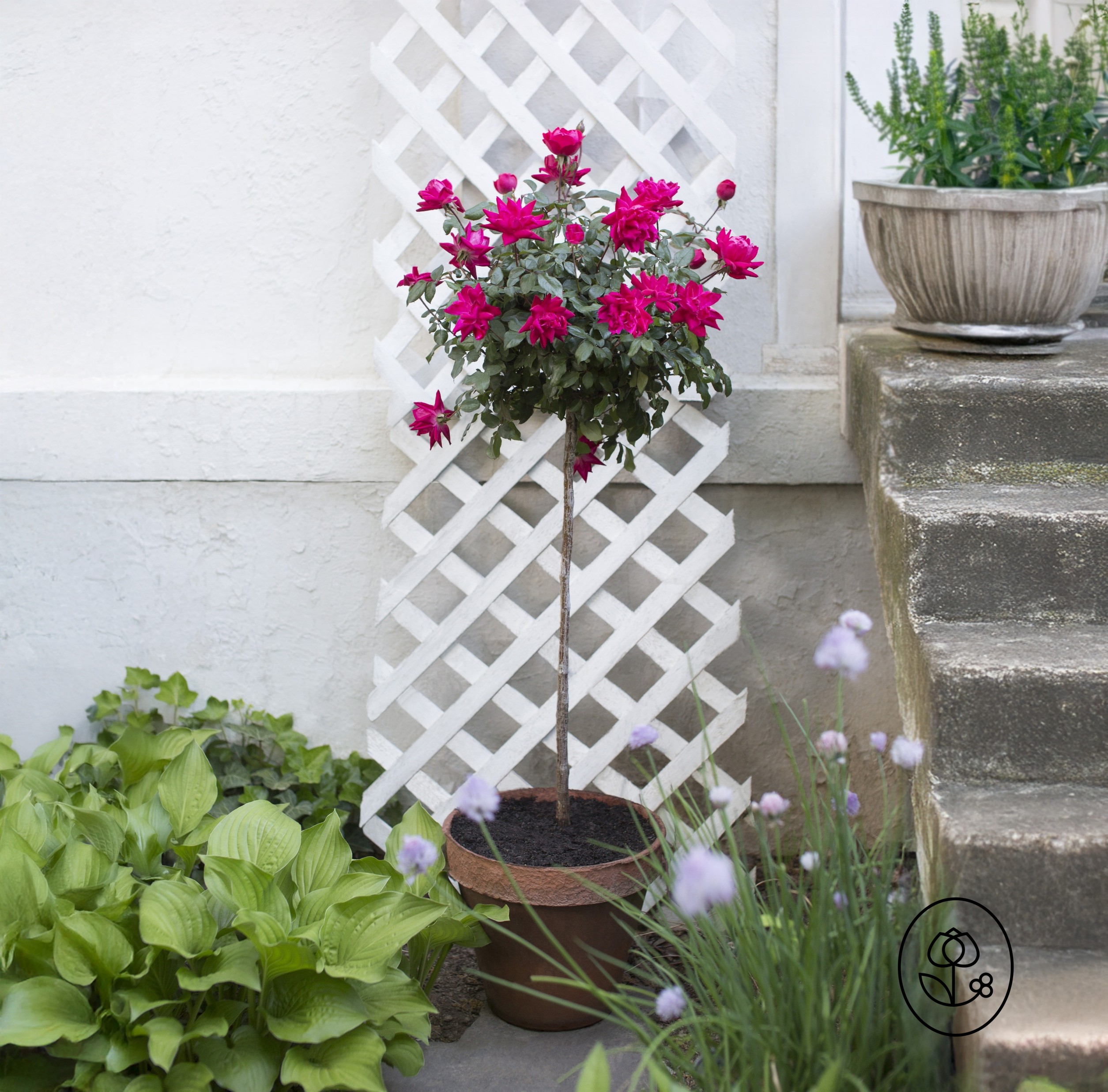 Knock Out Rose Tree Lifestyle Dewar