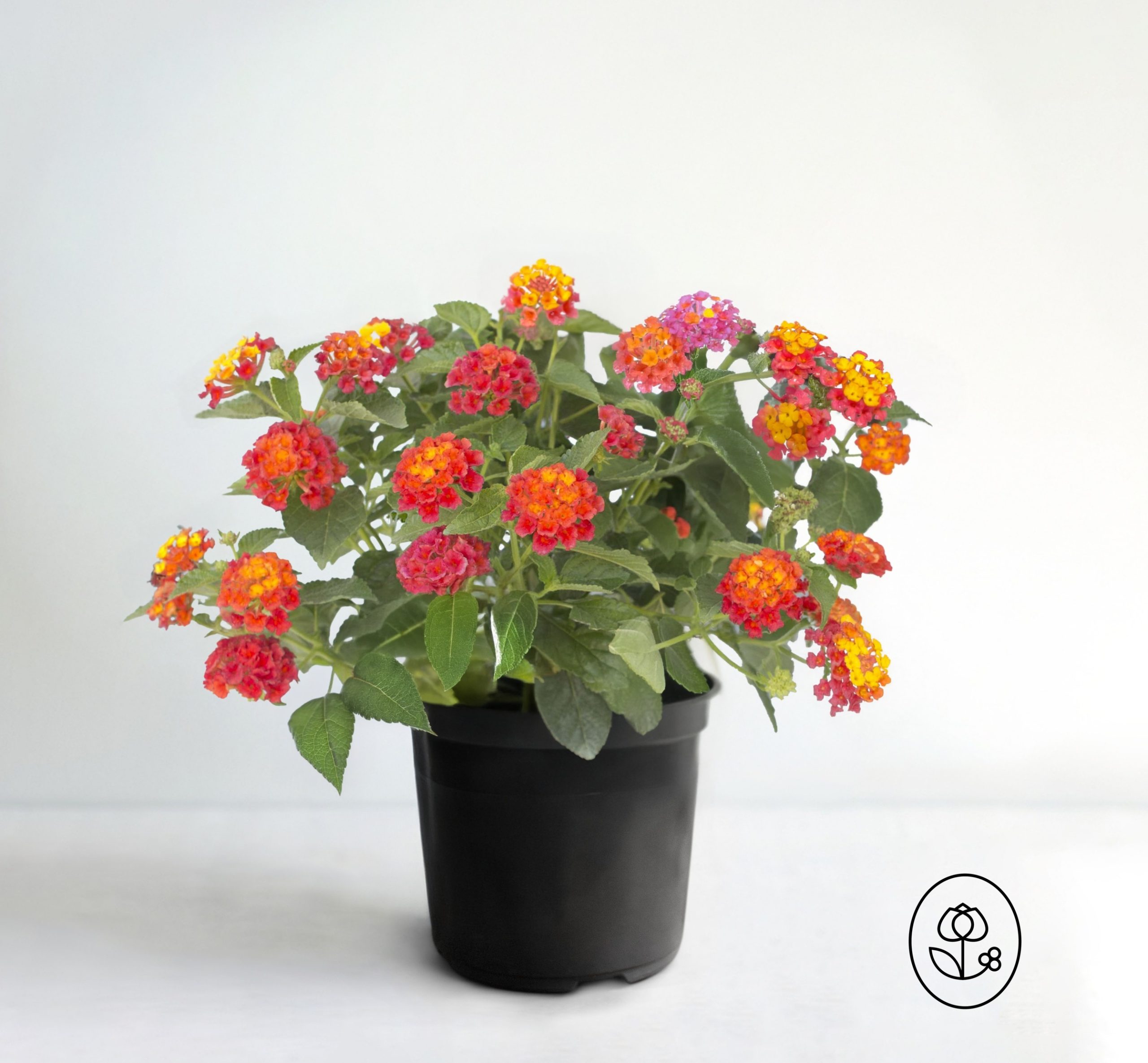 Lantana Dewar