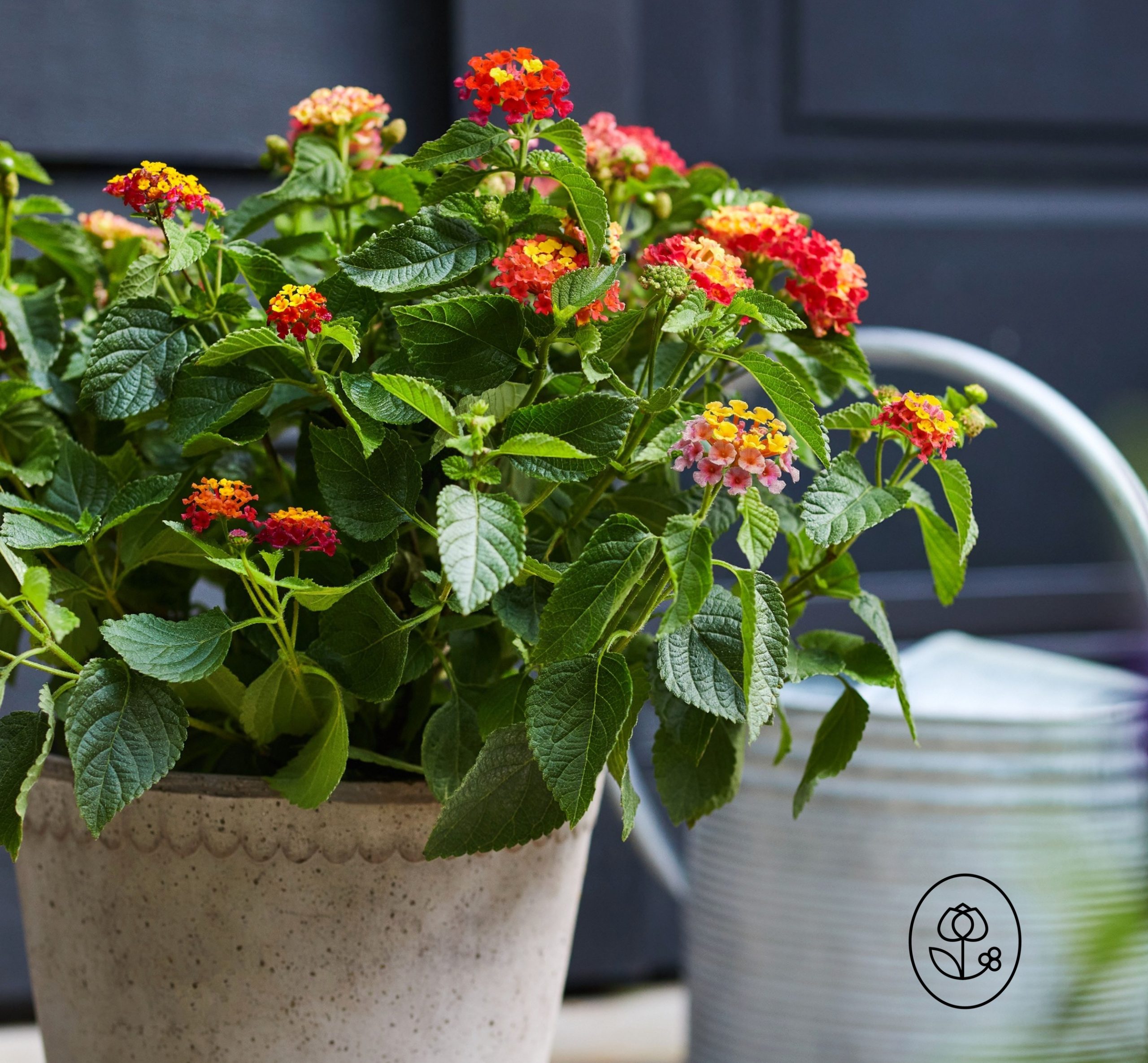 Lantana Lifestyle Dewar