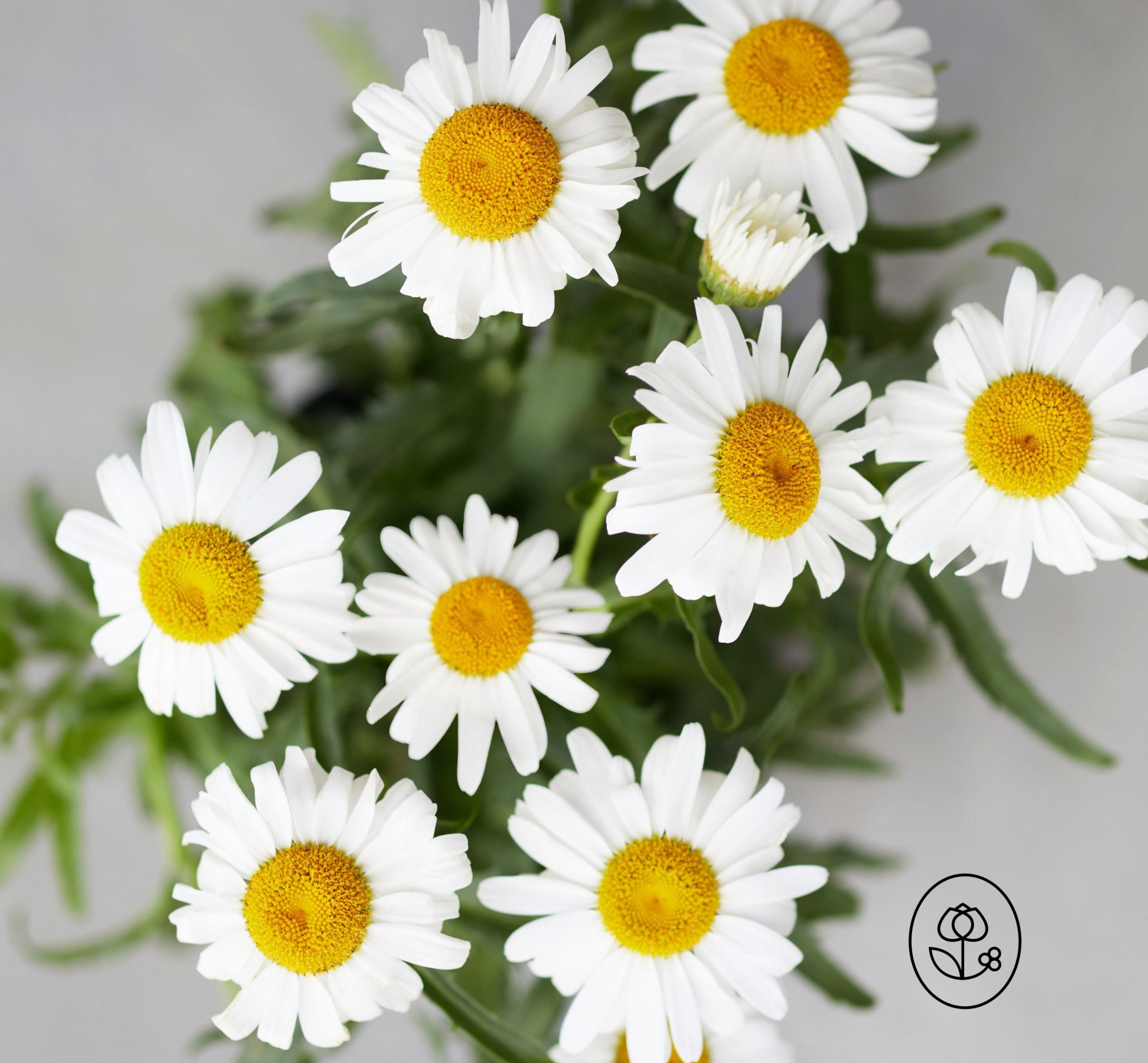 Leucanthemum Dewar