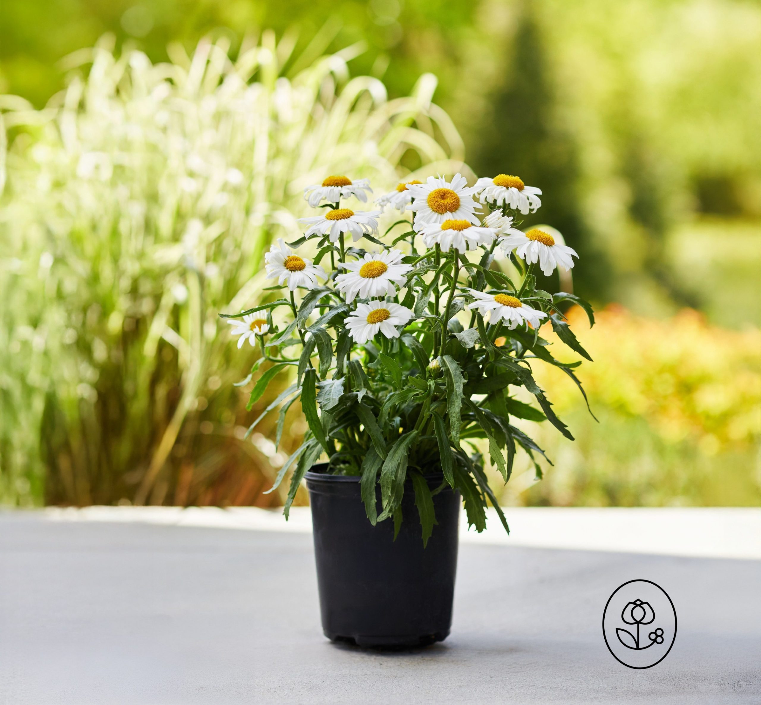 Leucanthemum Grower Pot Dewar