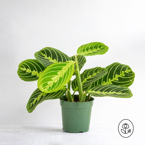 Maranta Red Prayer Plant