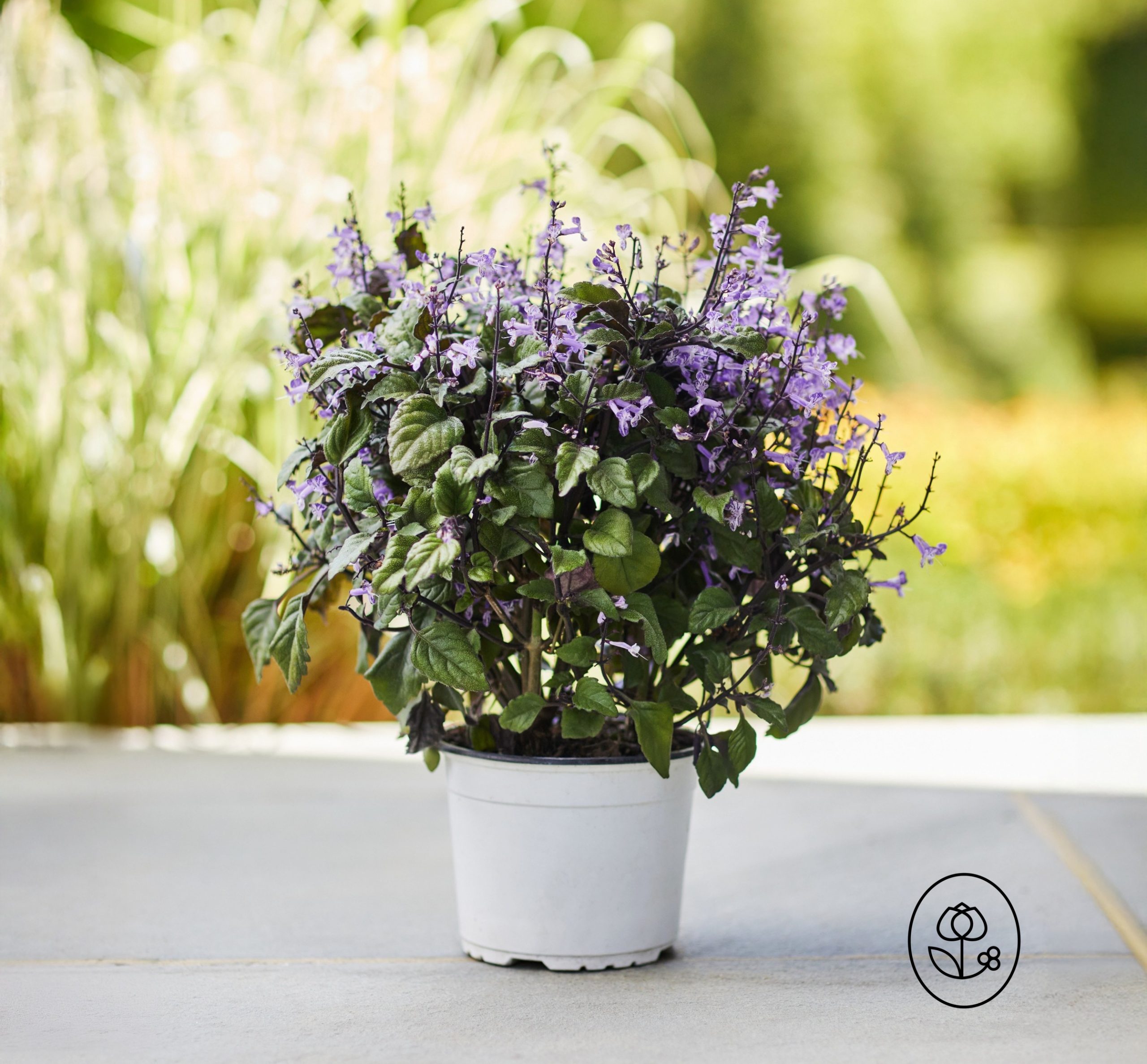 Mona Lavender Dewar 2