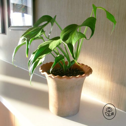 Monstera Flame
