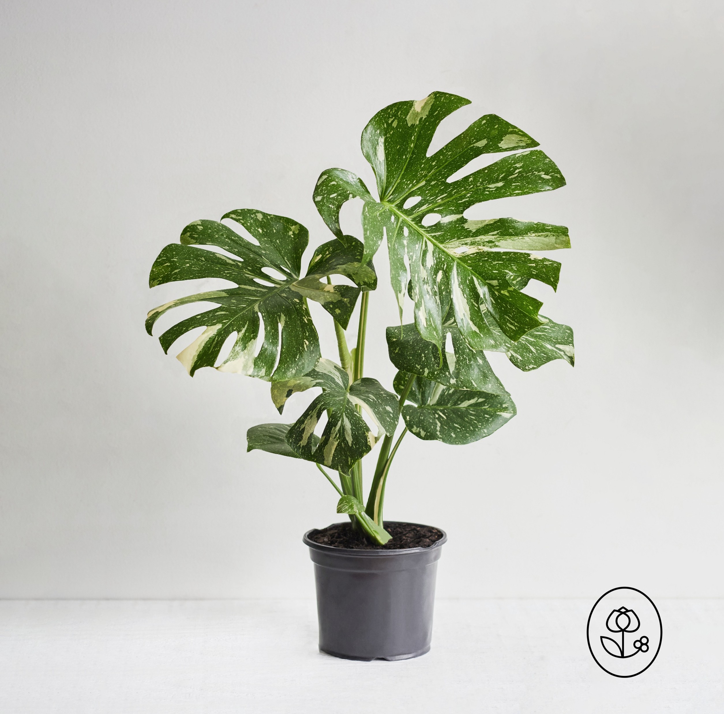Monstera Thai Constellation Grower Pot Dewar