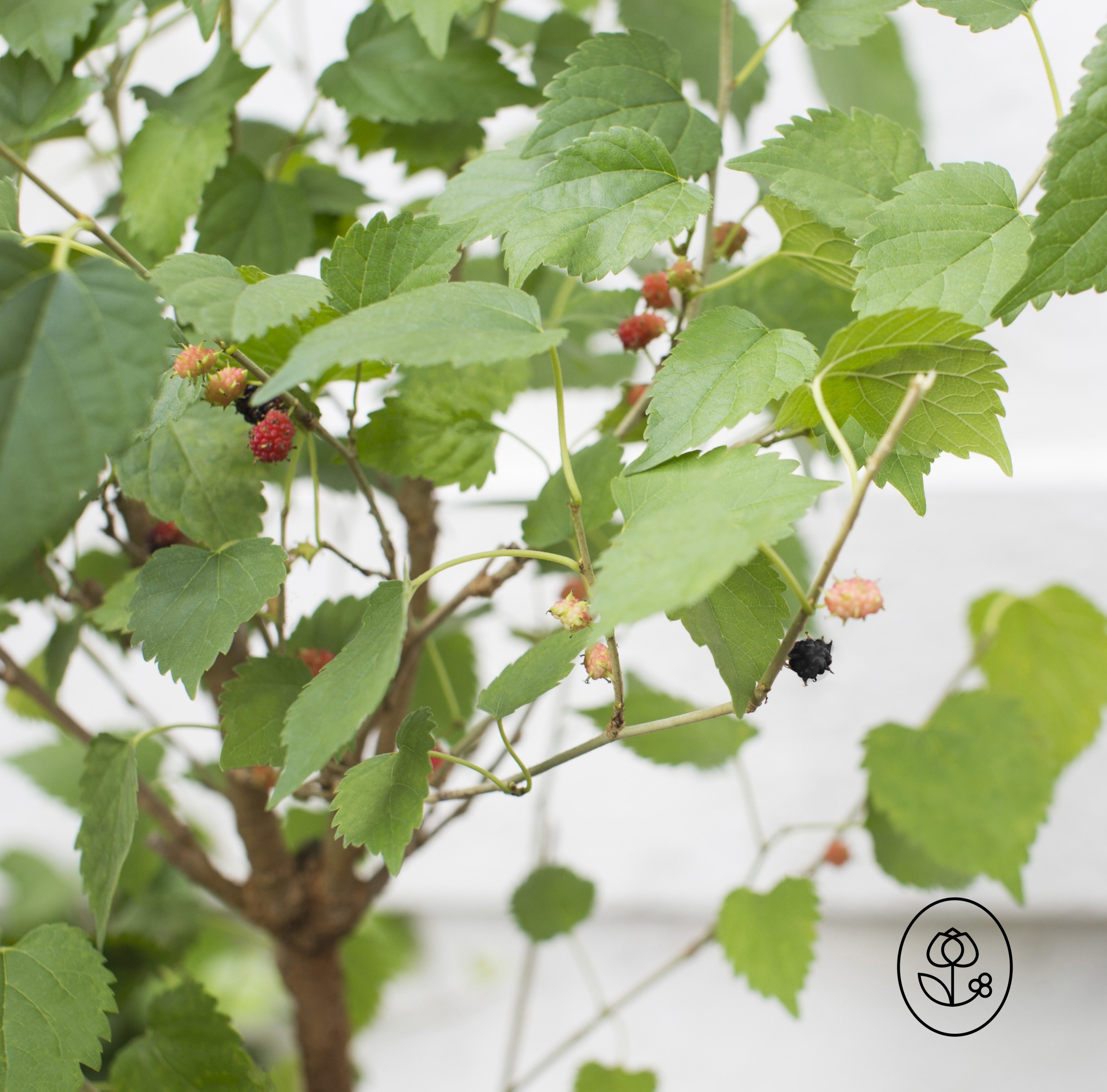 Mulberry Fruit Closeup Dewar