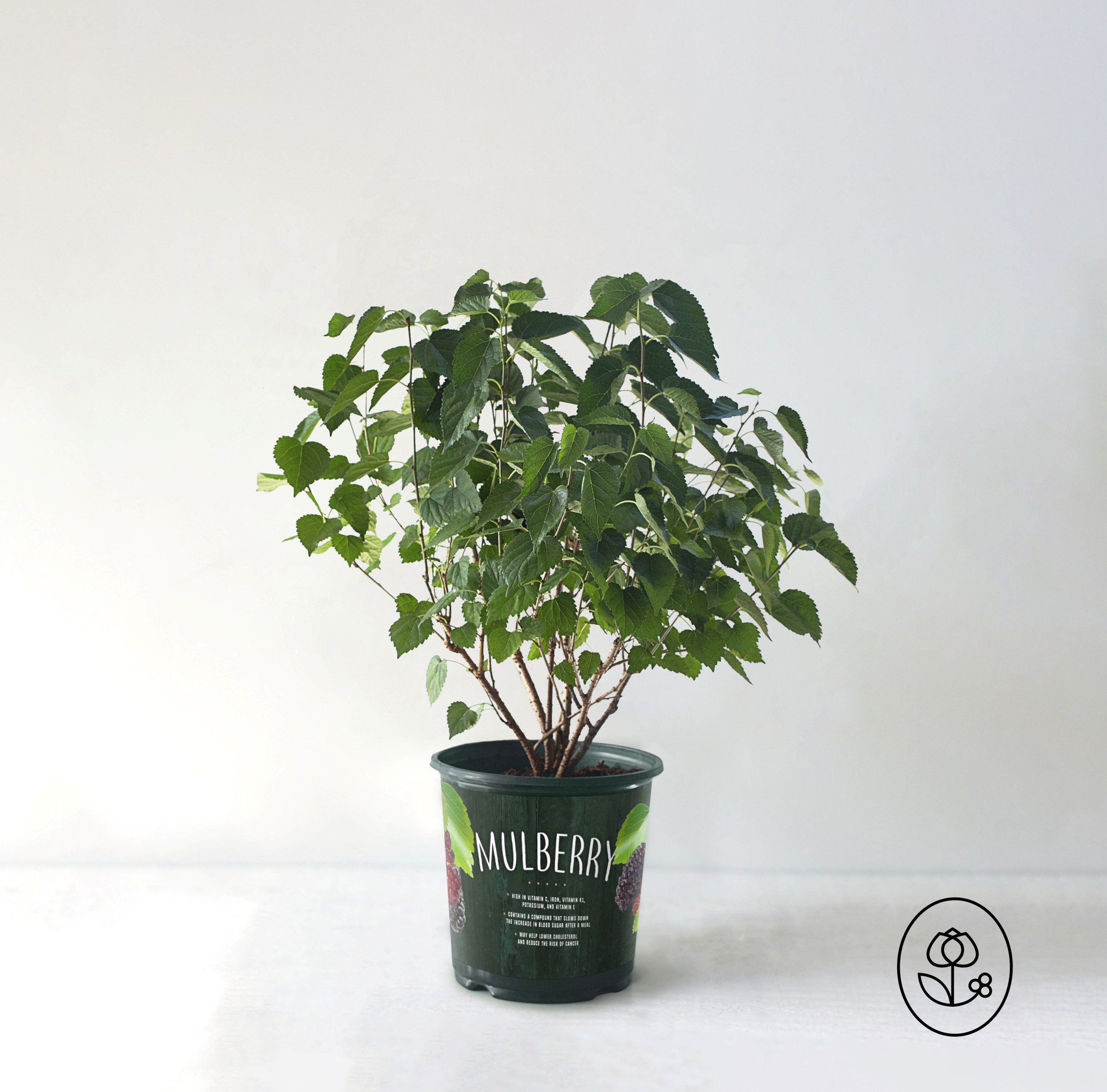 Mulberry Grower Pot Dewar