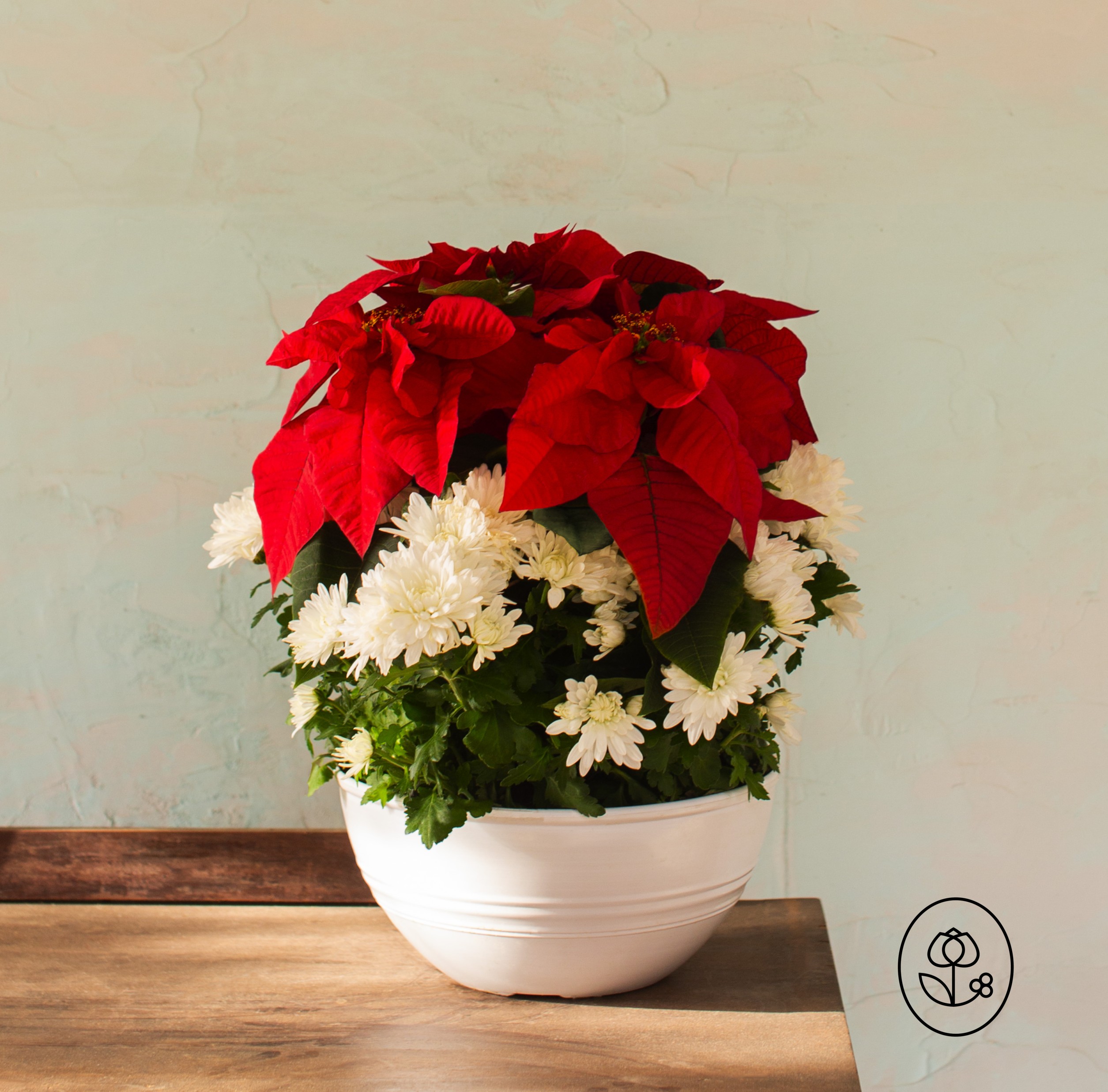 Mumsettia Grower Pot 2 Dewar