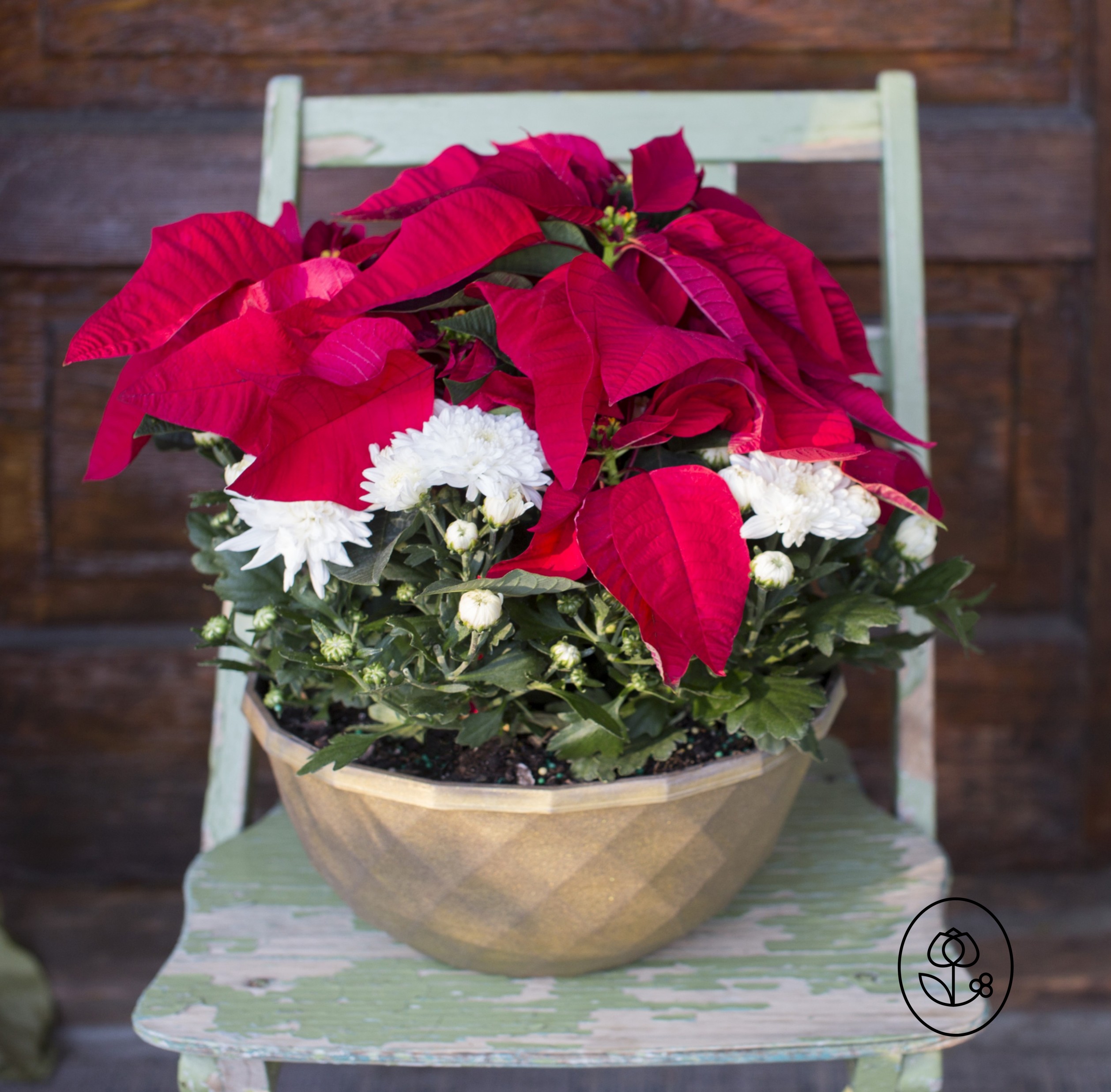 Mumsettia Grower Pot Dewar