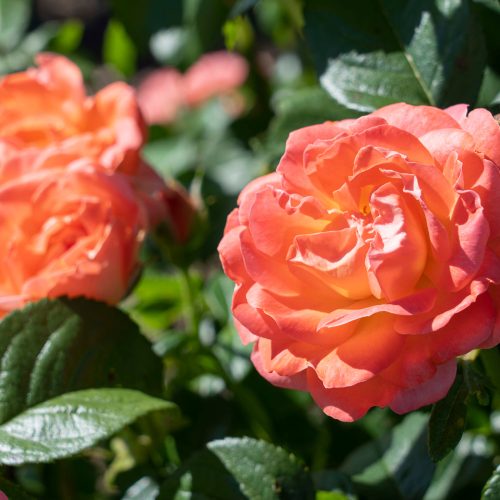 Duet™ Rose Tree - Dewar Nurseries