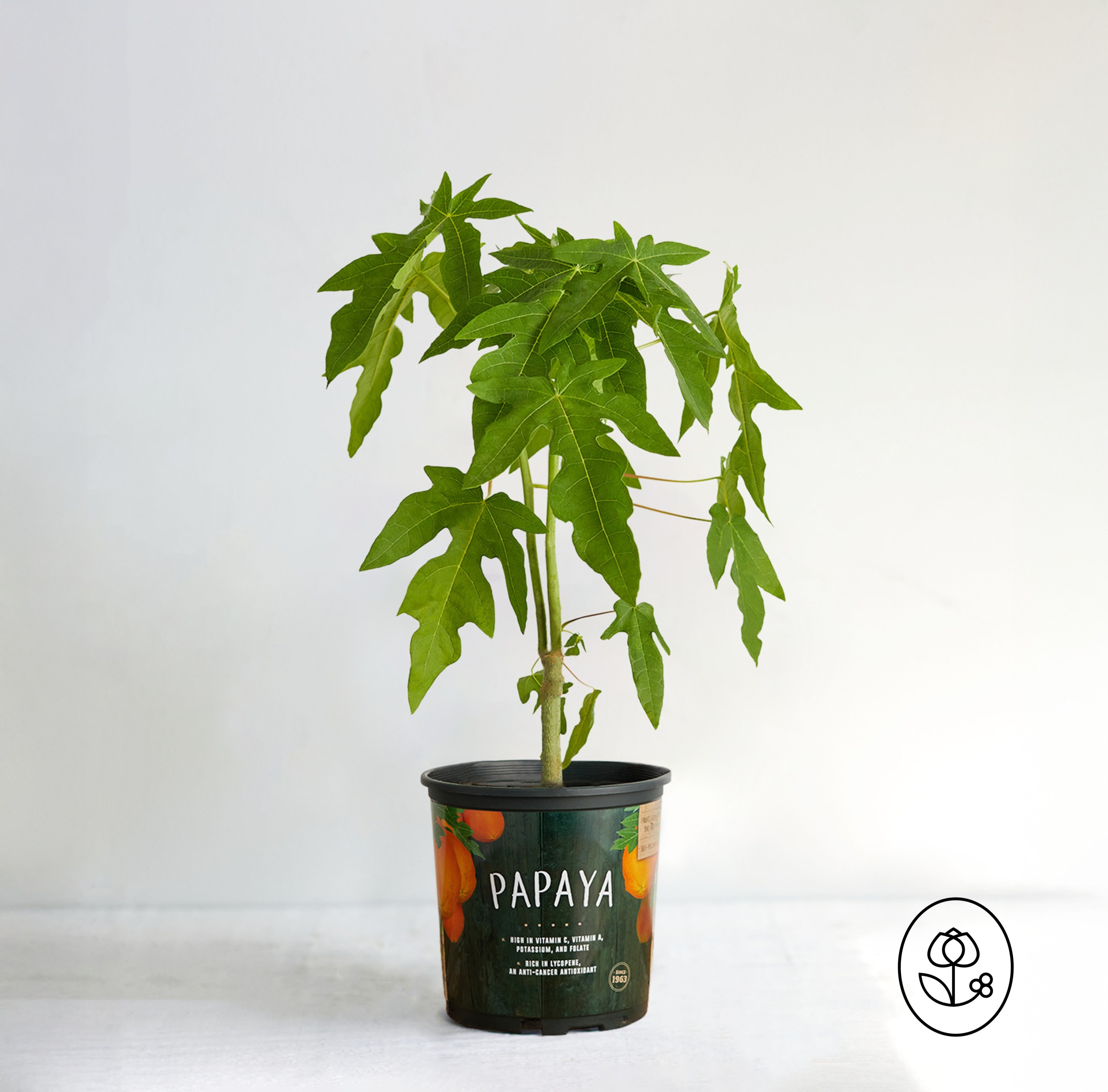 Papaya Dewar