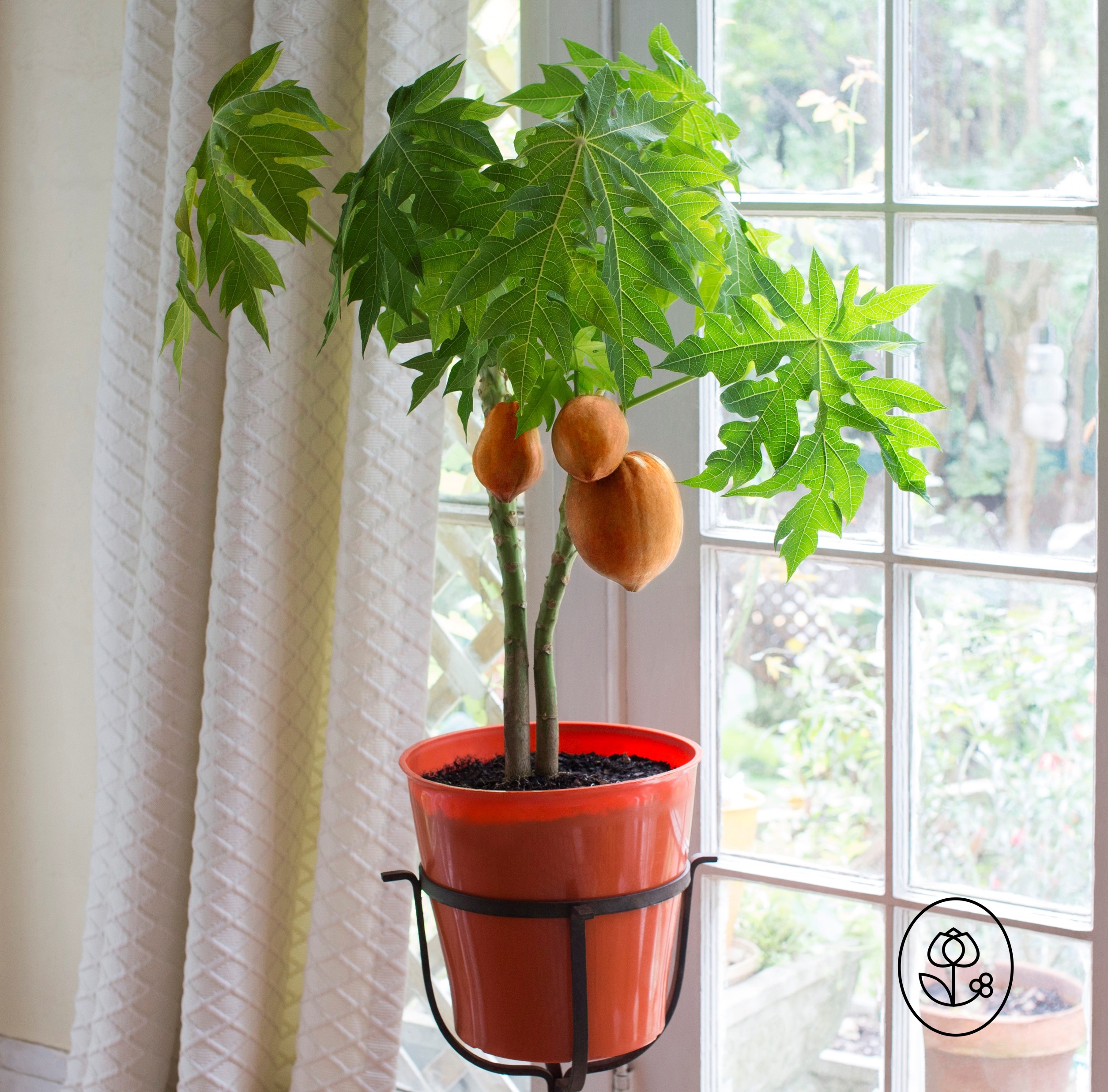 Papaya Patio Pot Dewar