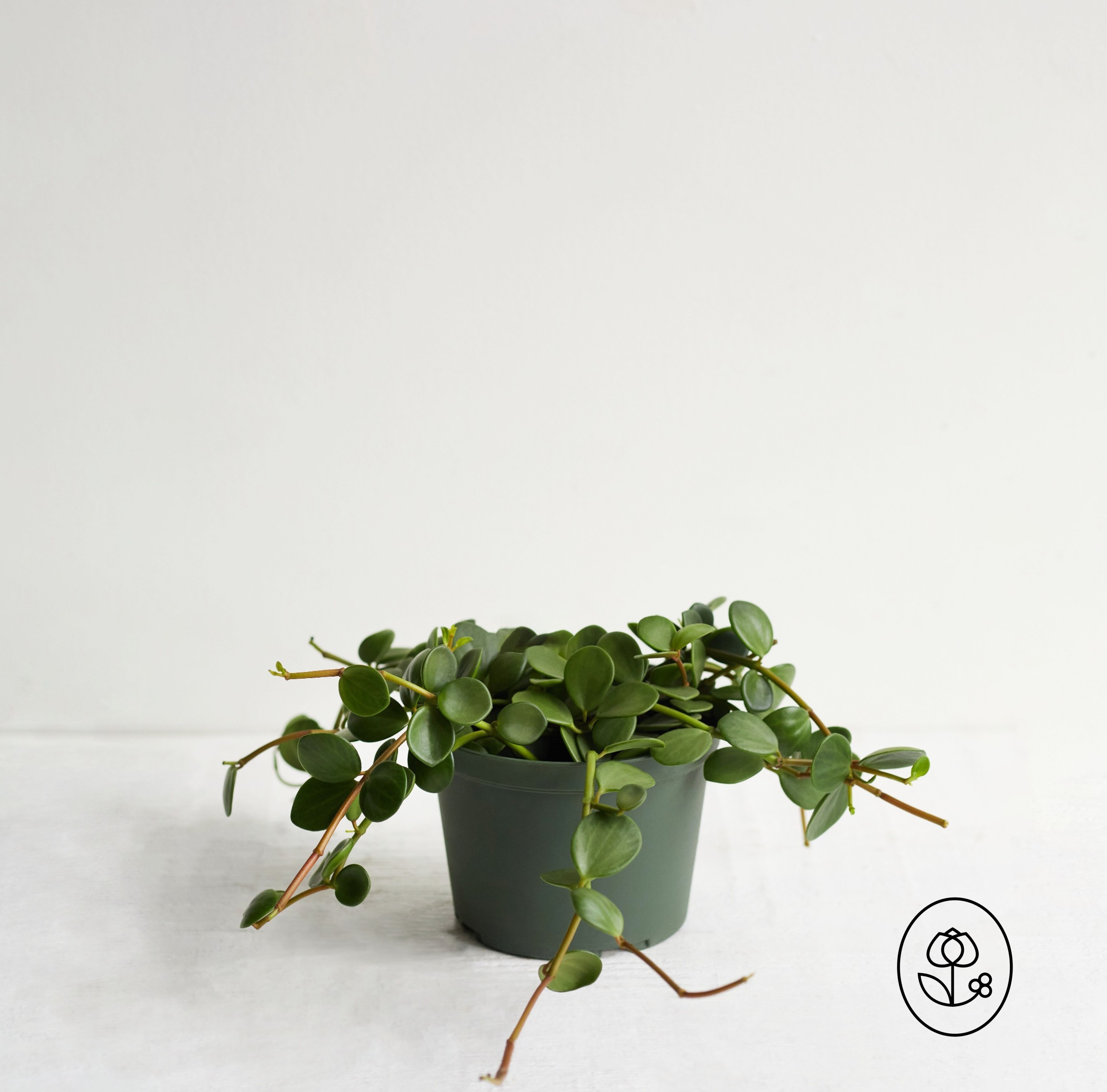 Peperomia Grower Pot Dewar