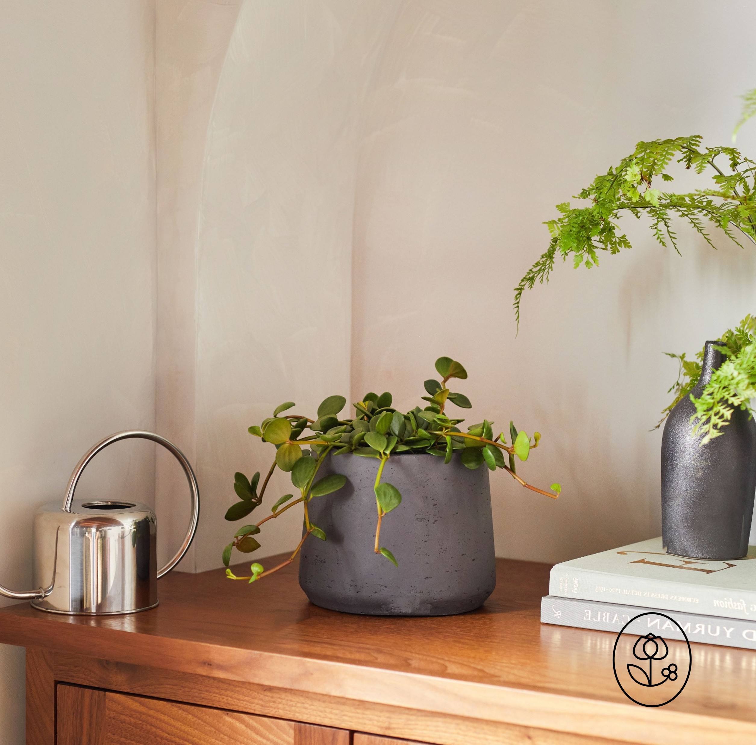 Peperomia Lifestyle Dewar