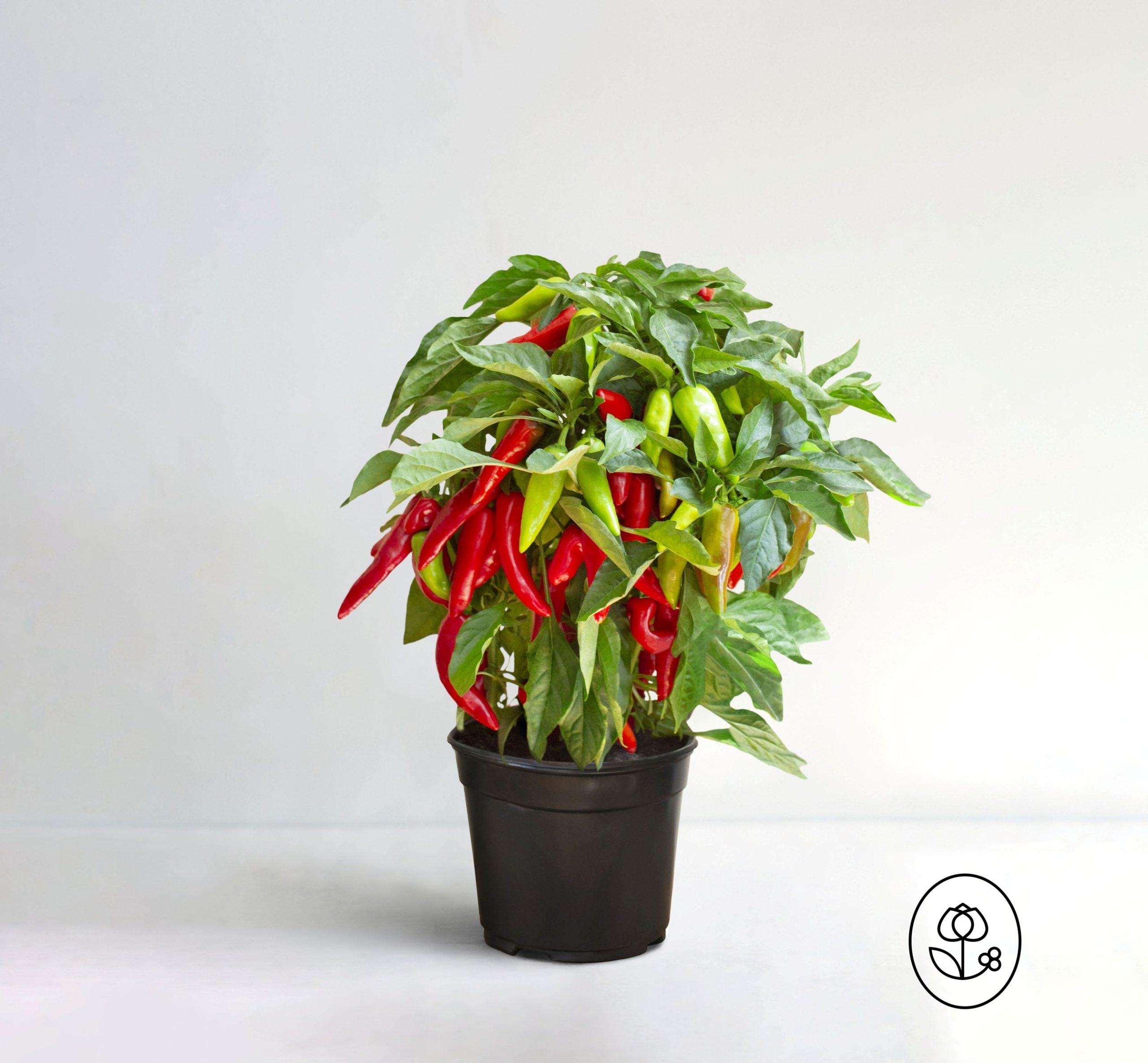 Pepper Grower Pot Dewar