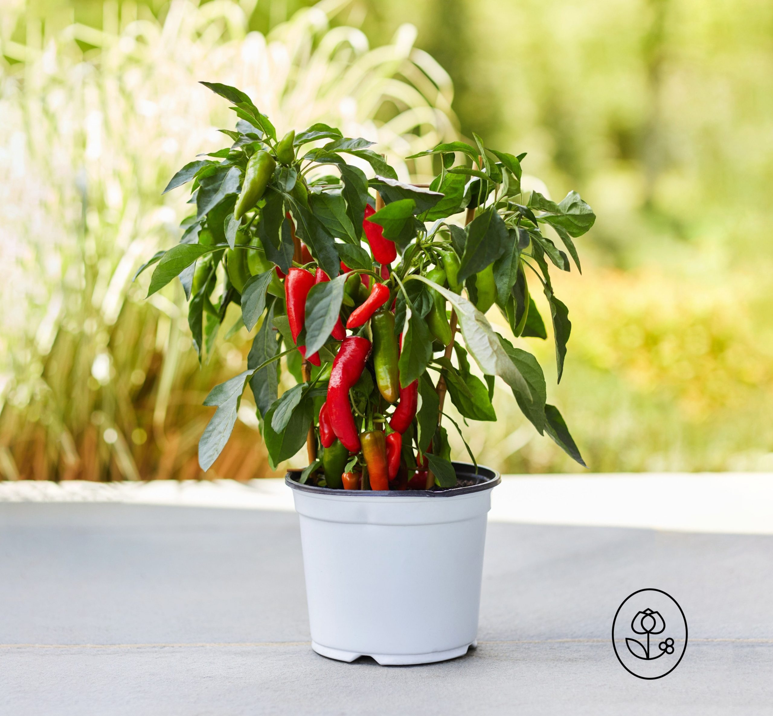 Pepper Outdoors Dewar