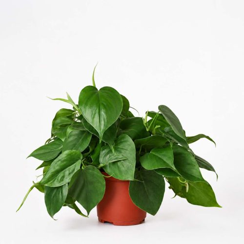 Philodendron Cordatum
