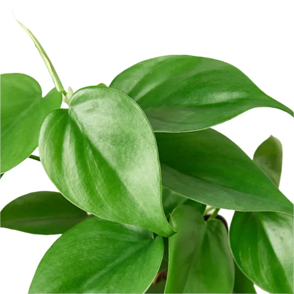 Philodendron_Cordatum_Leaves