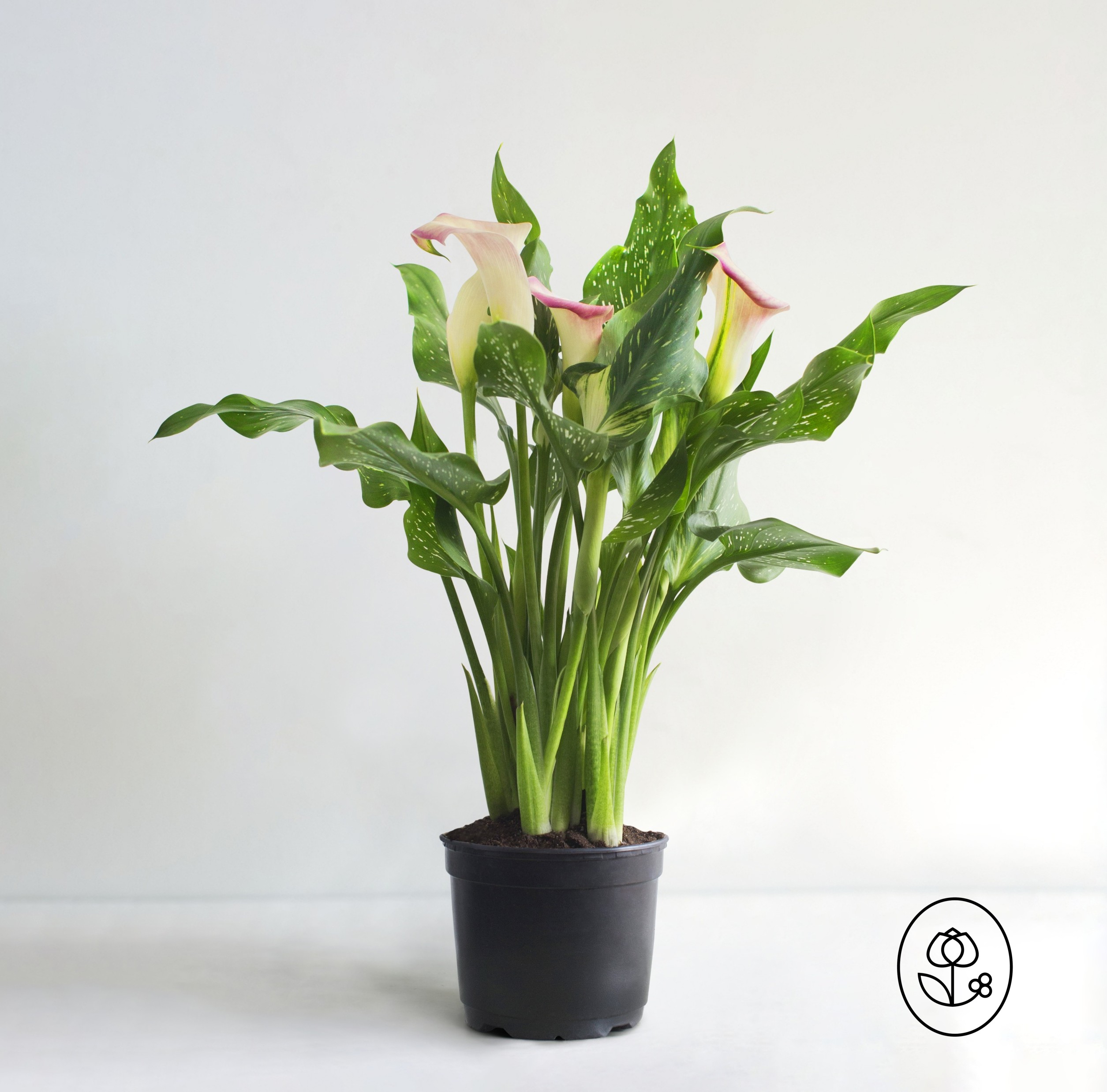 Pink Calla Lily Dewar