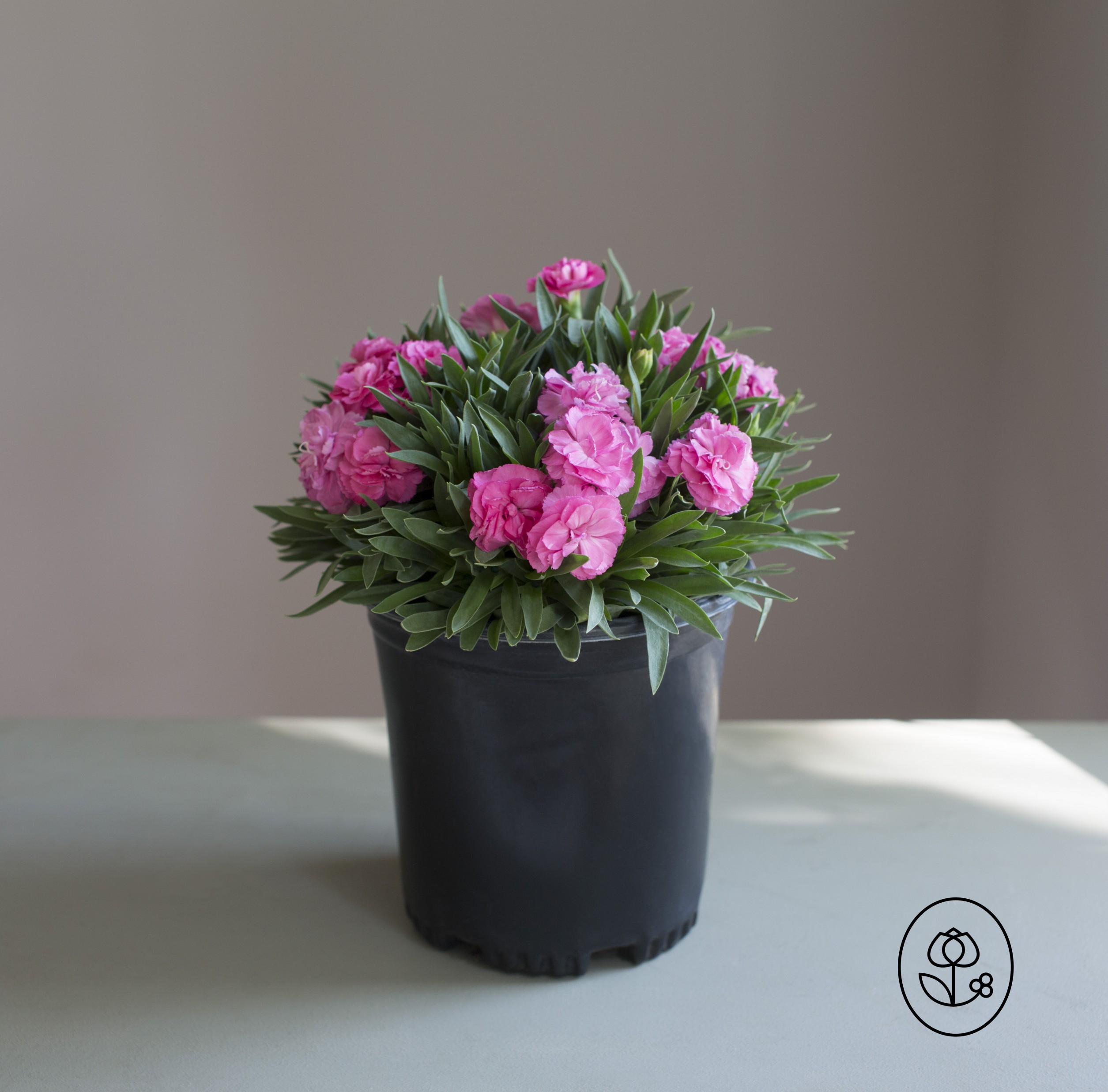 Pink Dianthus Grower Pot Dewar
