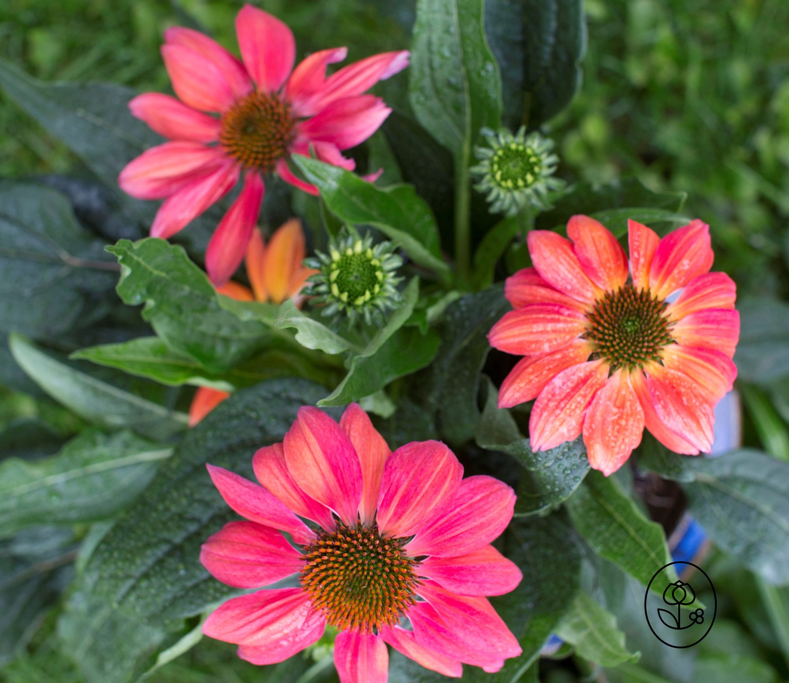 Pink Echinacea Closeup Dewar