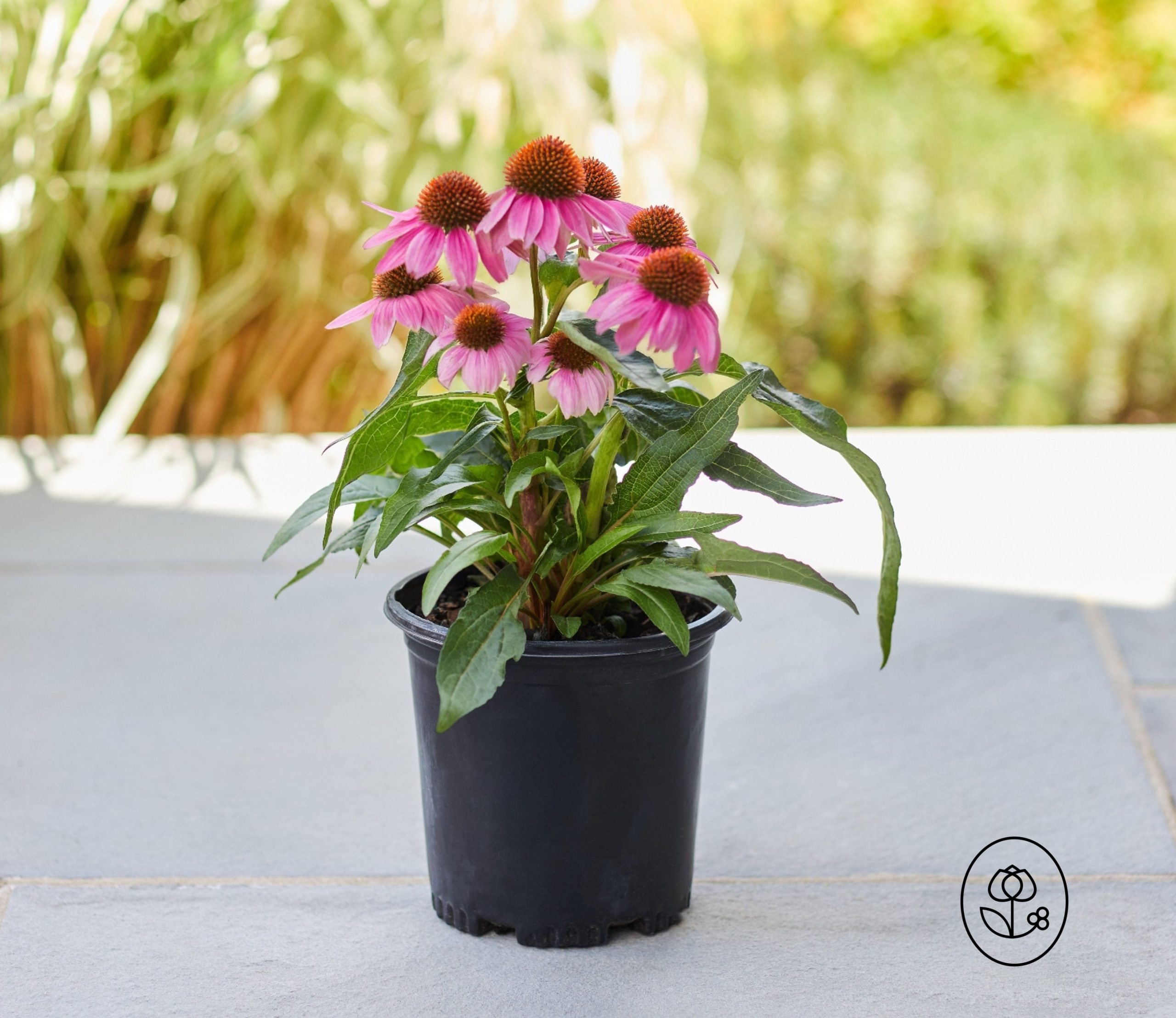 Pink Echinacea Grower Pot Dewar