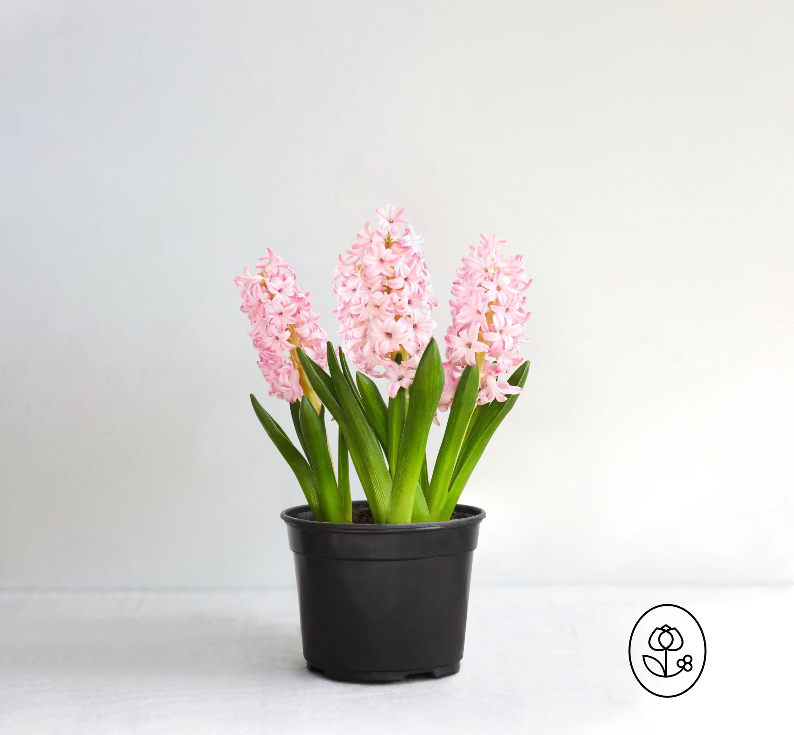 Pink Hyacinth Dewar