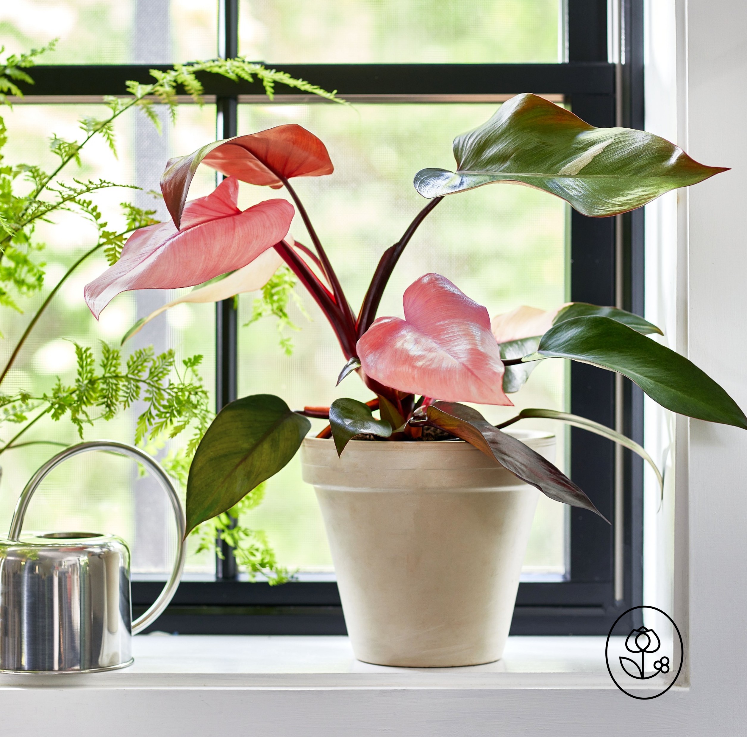 Pink Princess Lifestyle Dewar