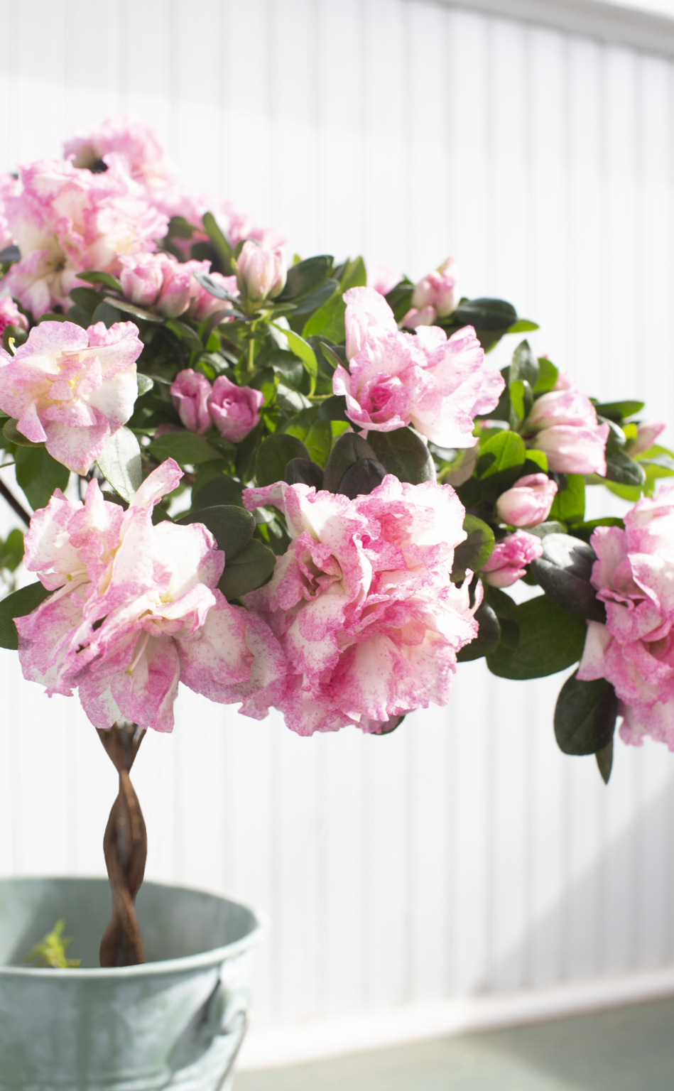 Azalea Braided Tree - Dewar Nurseries