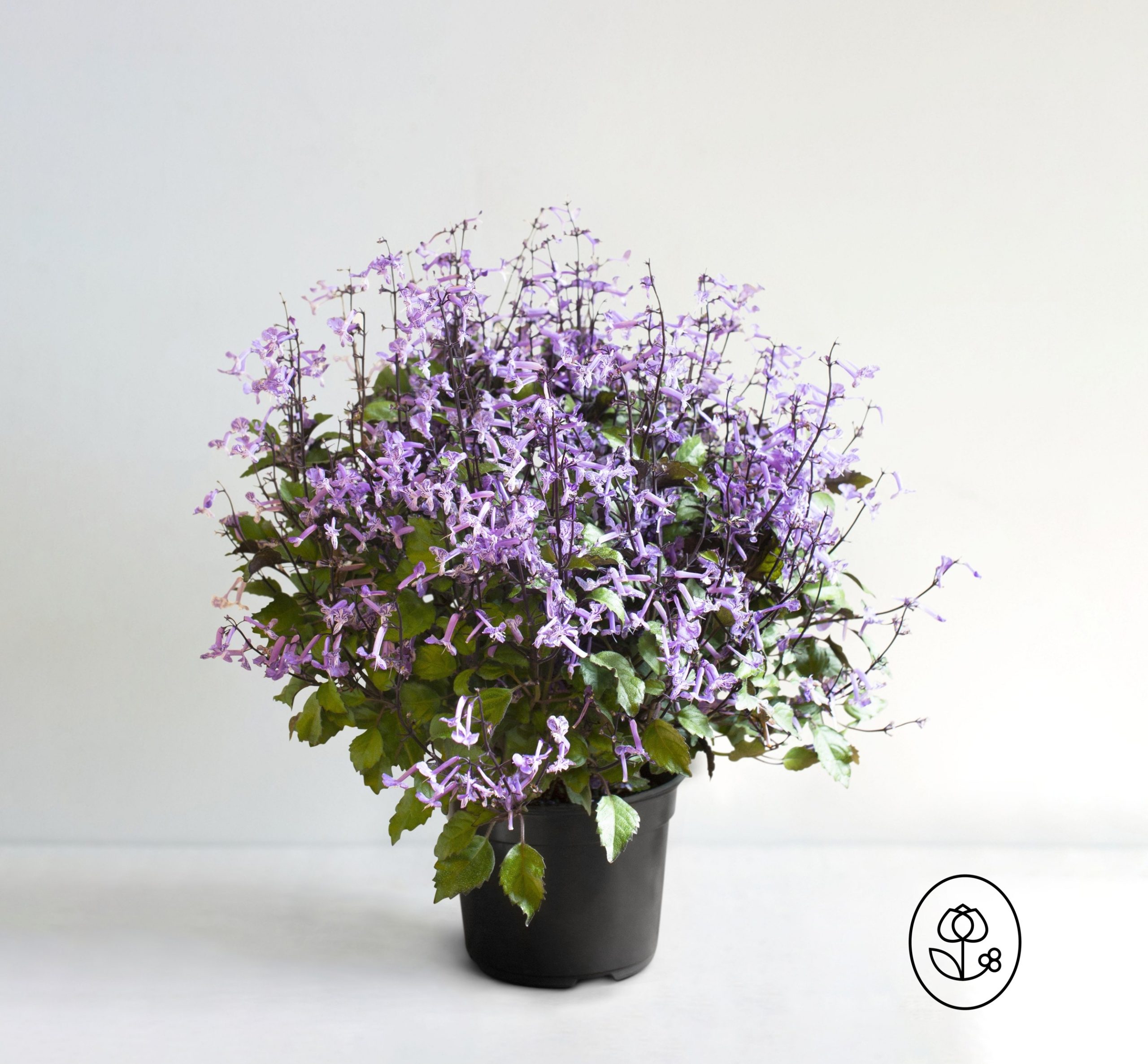 Plectranthus Grower Pot Dewar