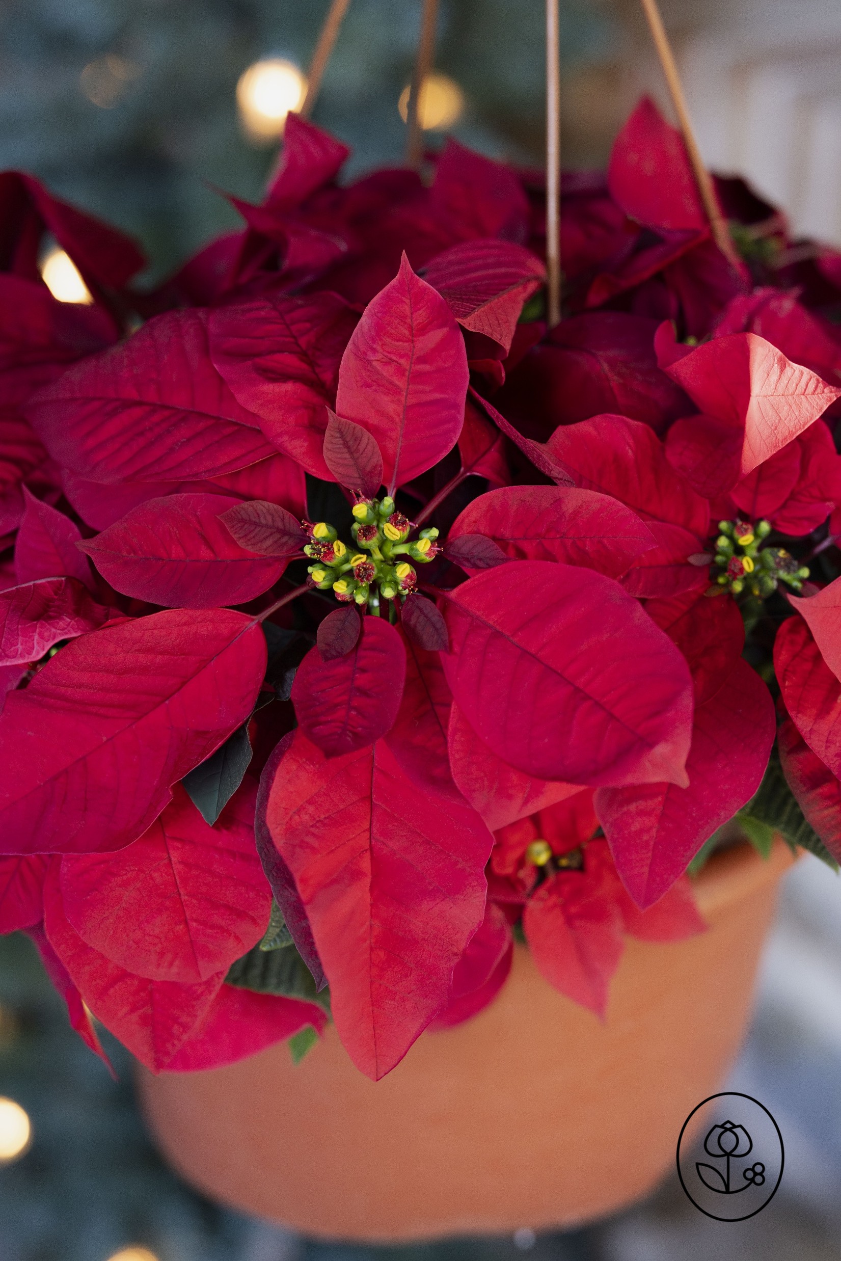 Poinsettia Hanging Basket Closeup Dewar