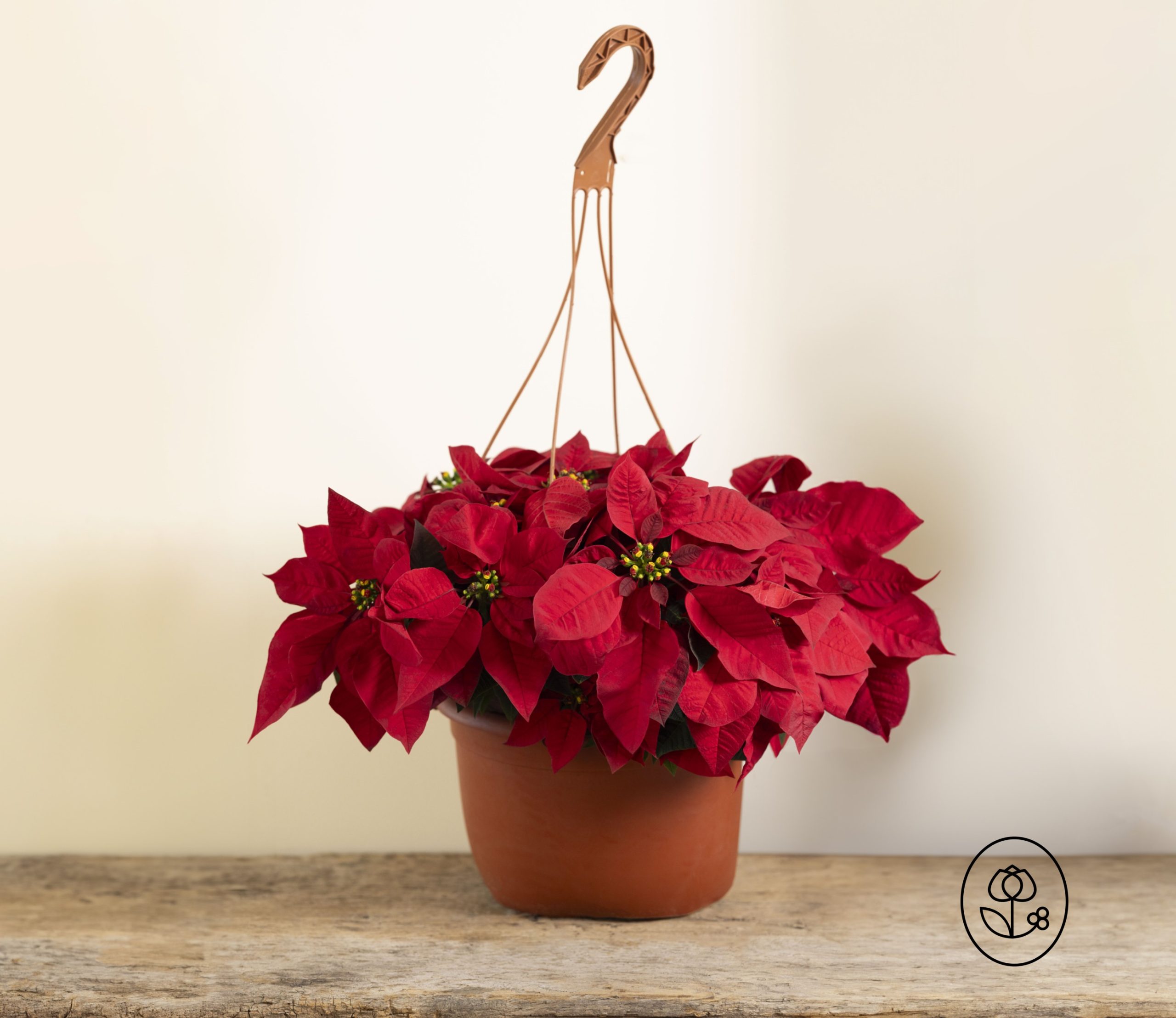 Poinsettia Hanging Basket Dewar