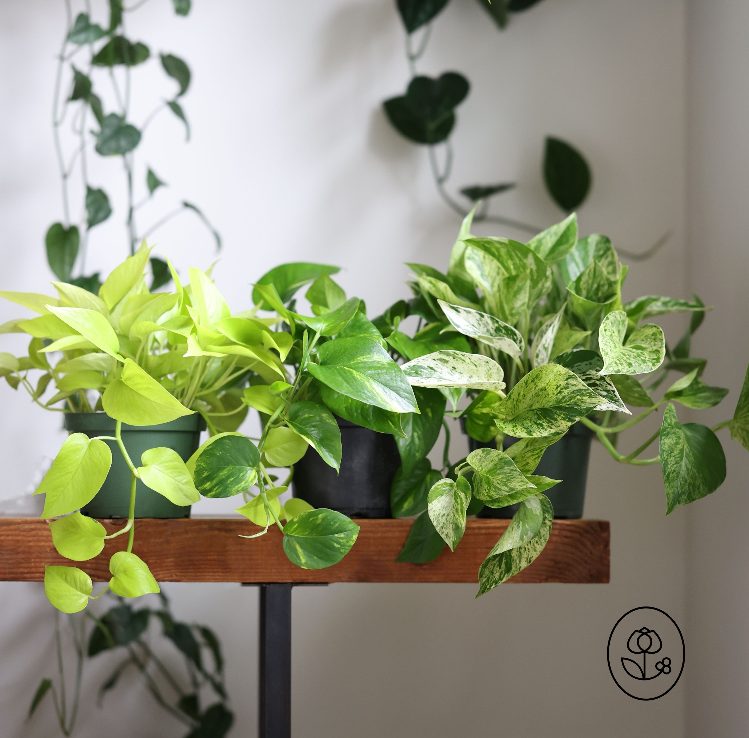Pothos Group Shot Dewar
