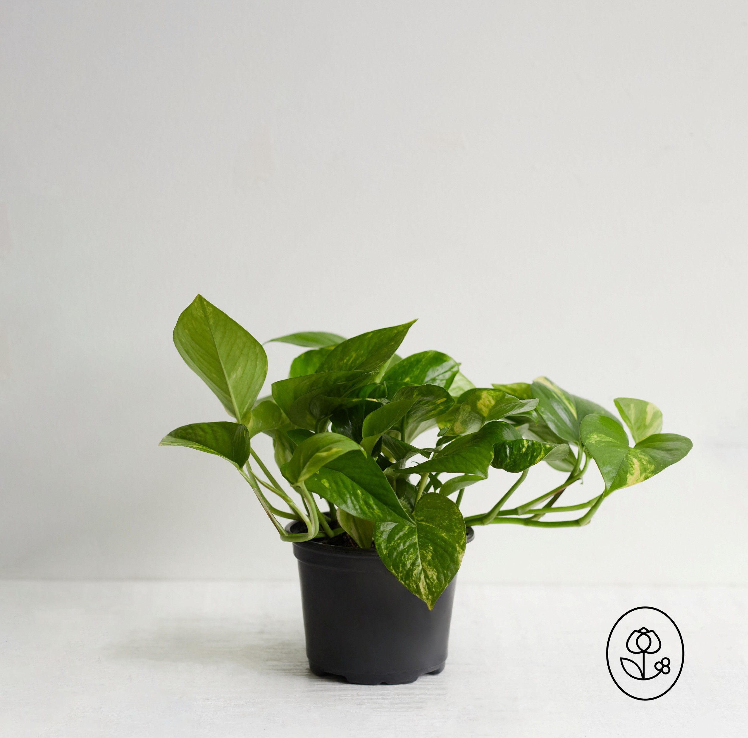 Pothos Grower Pot Dewar